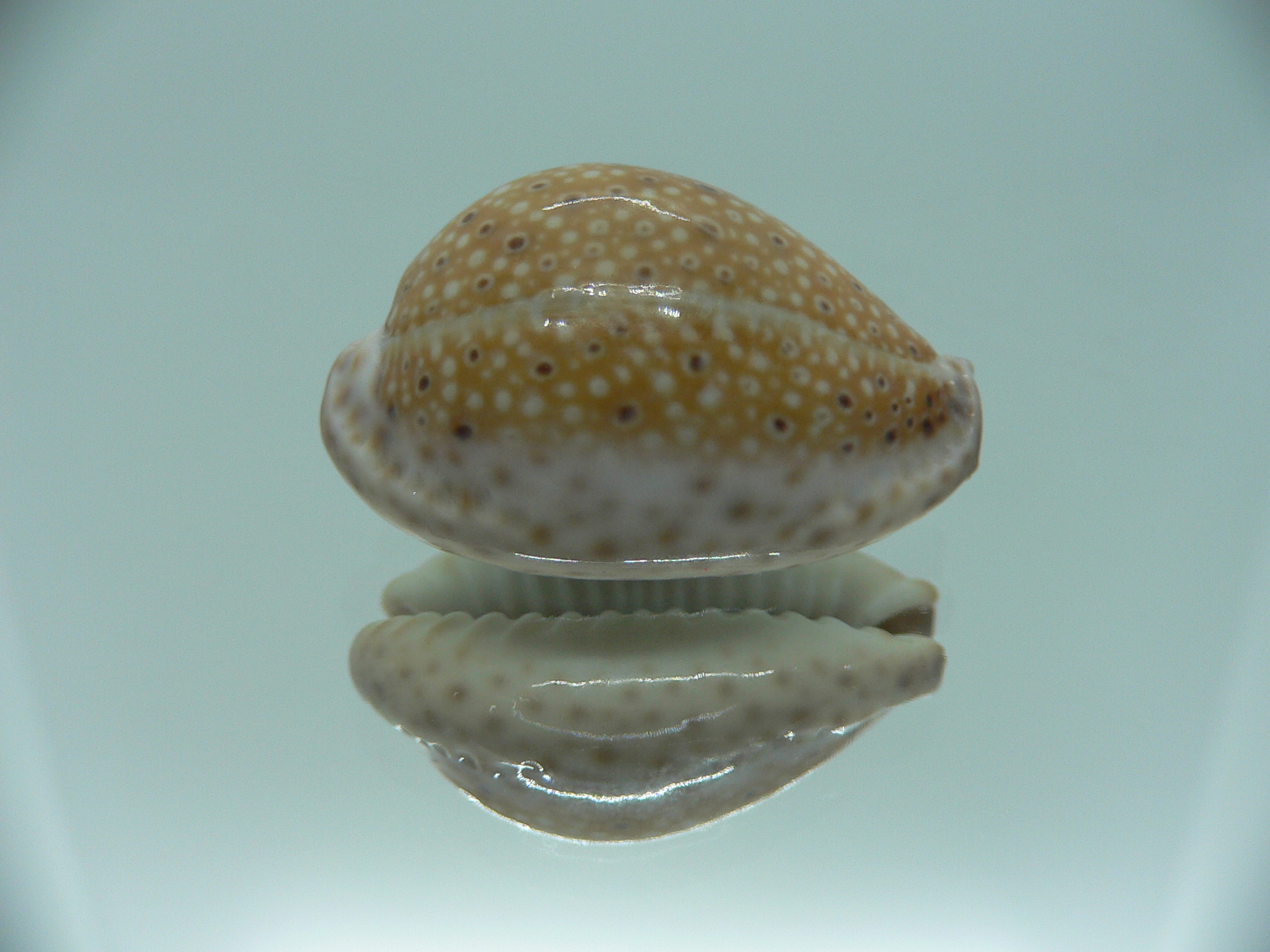 Cypraea ocellata IDEAL