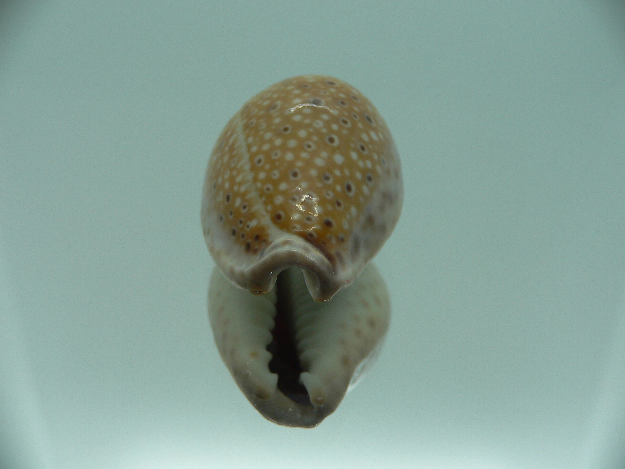 Cypraea ocellata IDEAL