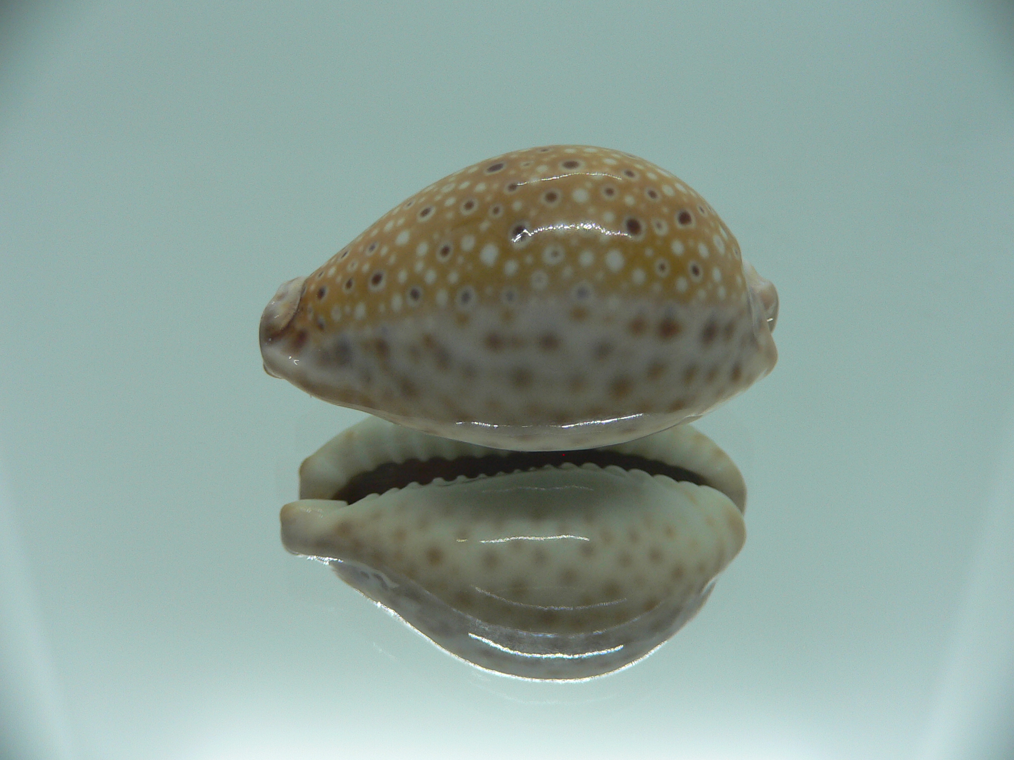 Cypraea ocellata IDEAL