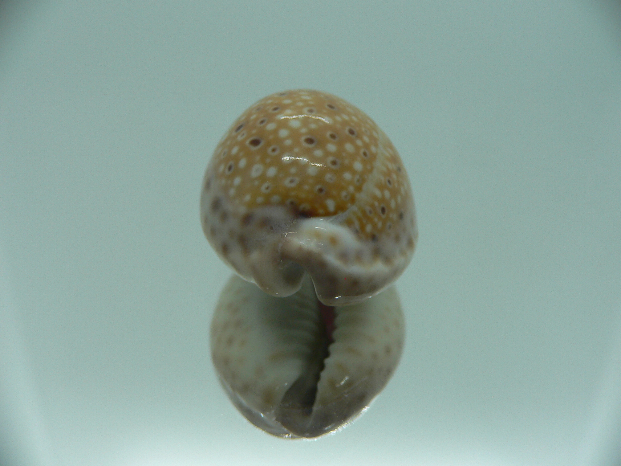 Cypraea ocellata IDEAL