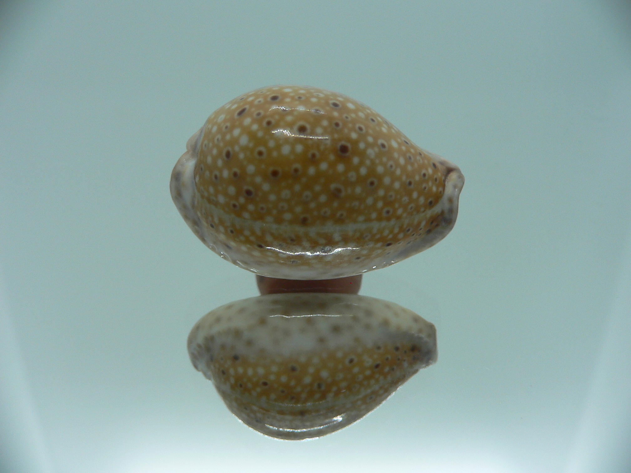 Cypraea ocellata IDEAL