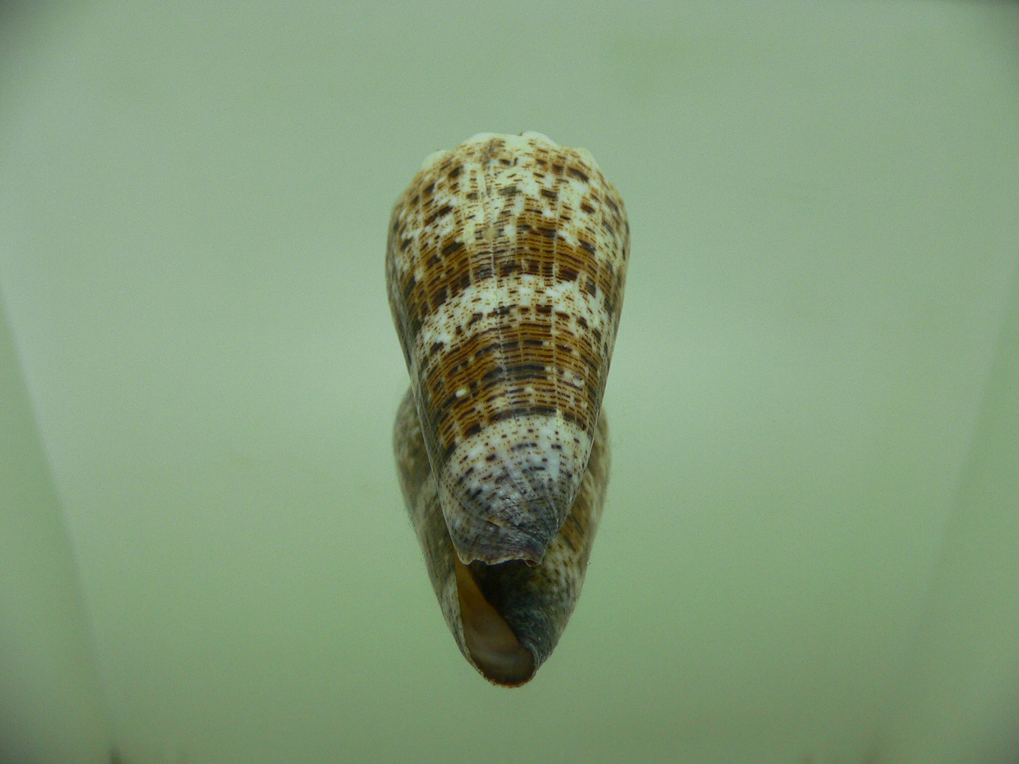 Conus imperialis compactus (var.)