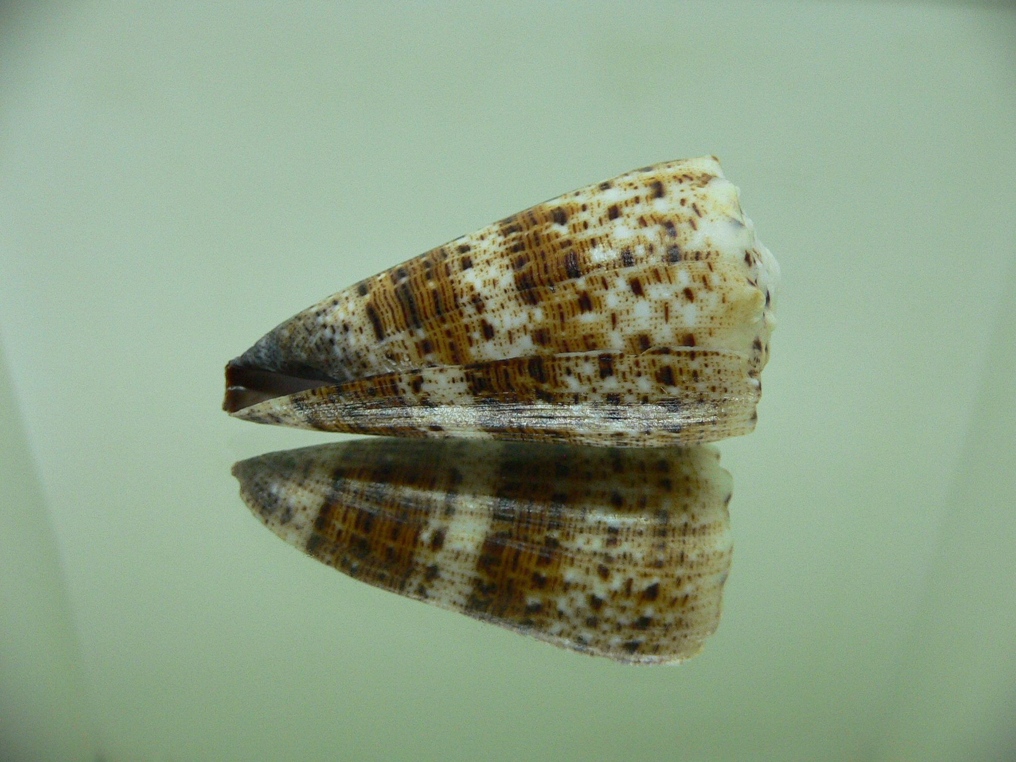 Conus imperialis compactus (var.)