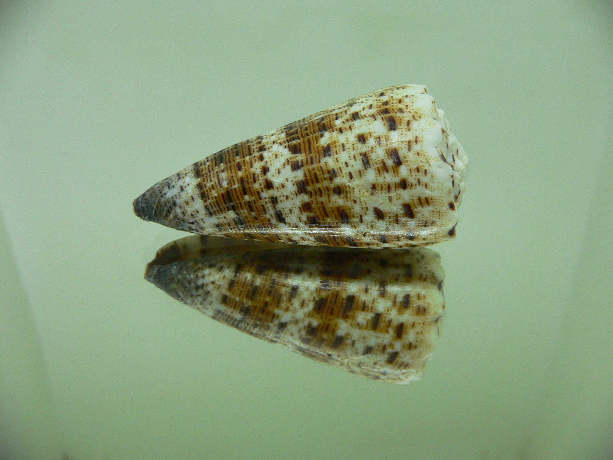 Conus imperialis compactus (var.)