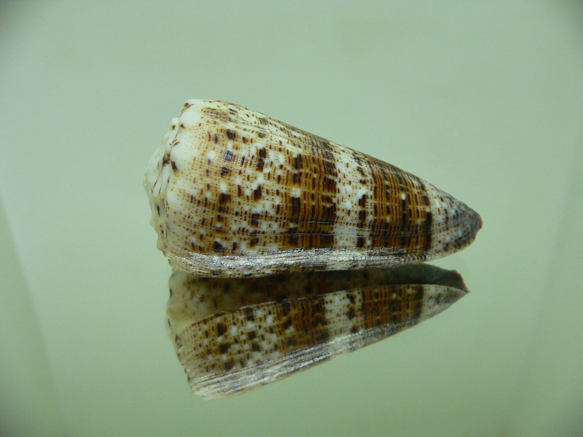 Conus imperialis compactus (var.)