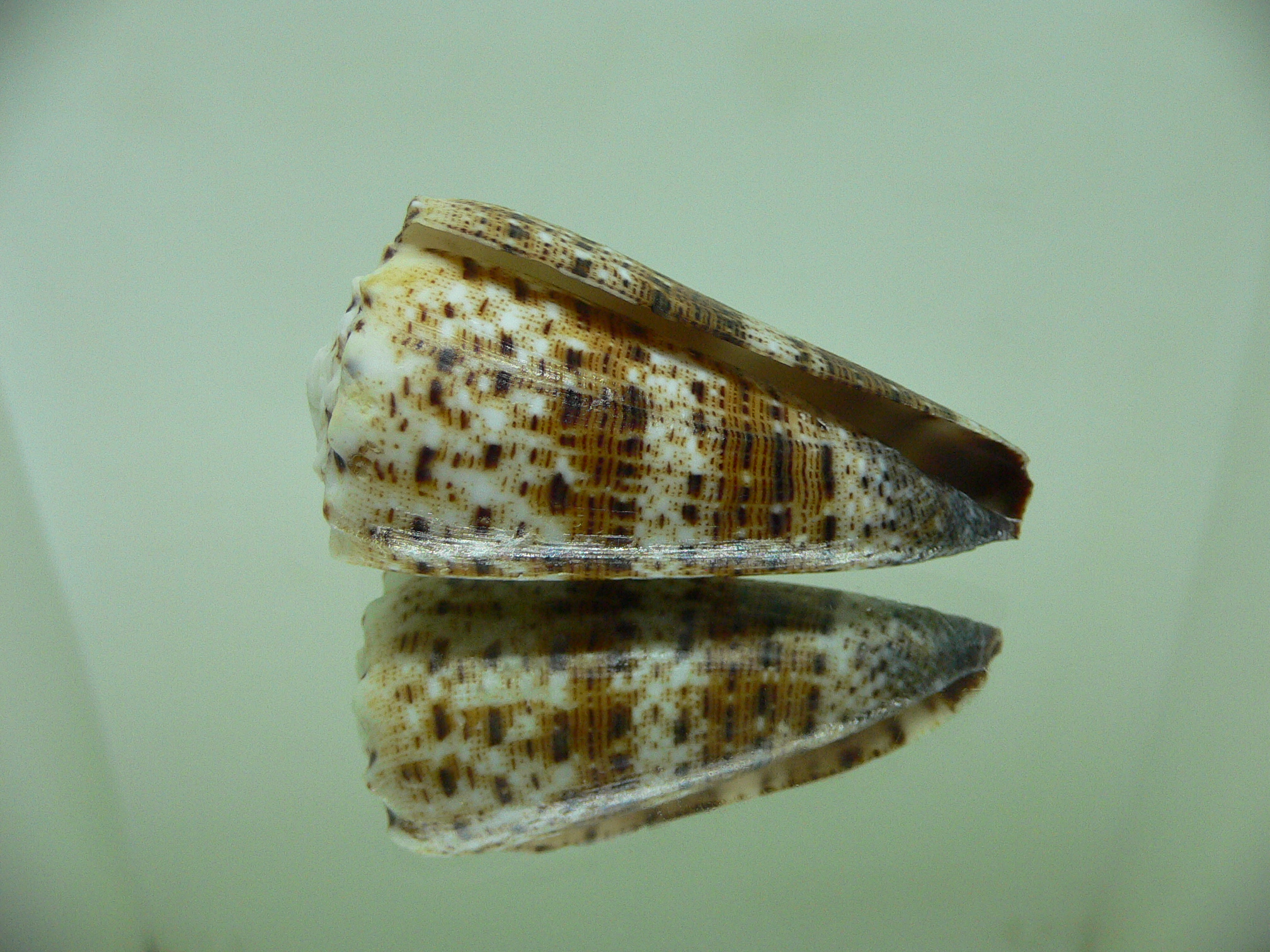 Conus imperialis compactus (var.)