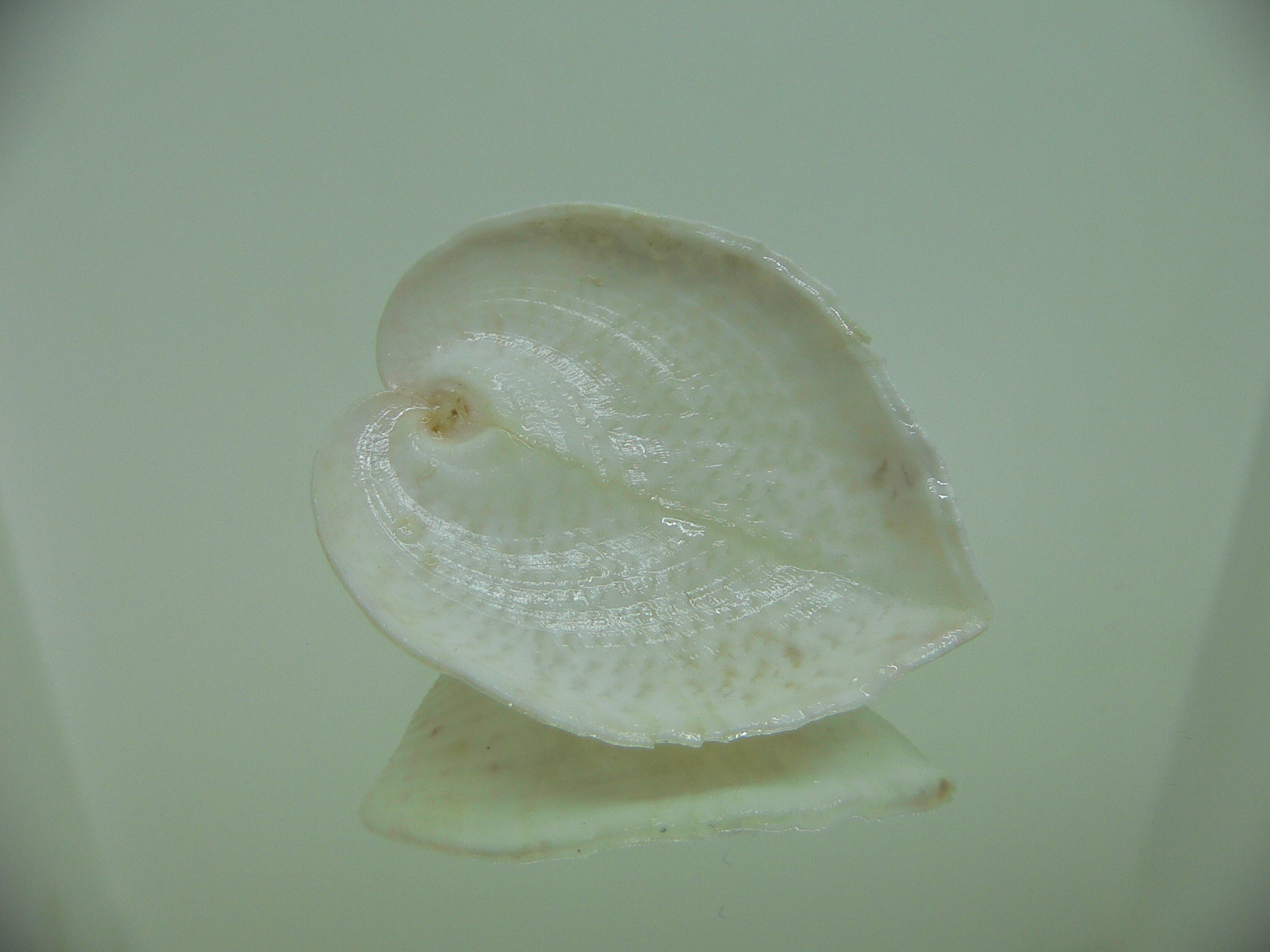Corculum lorenzi ELONGATE