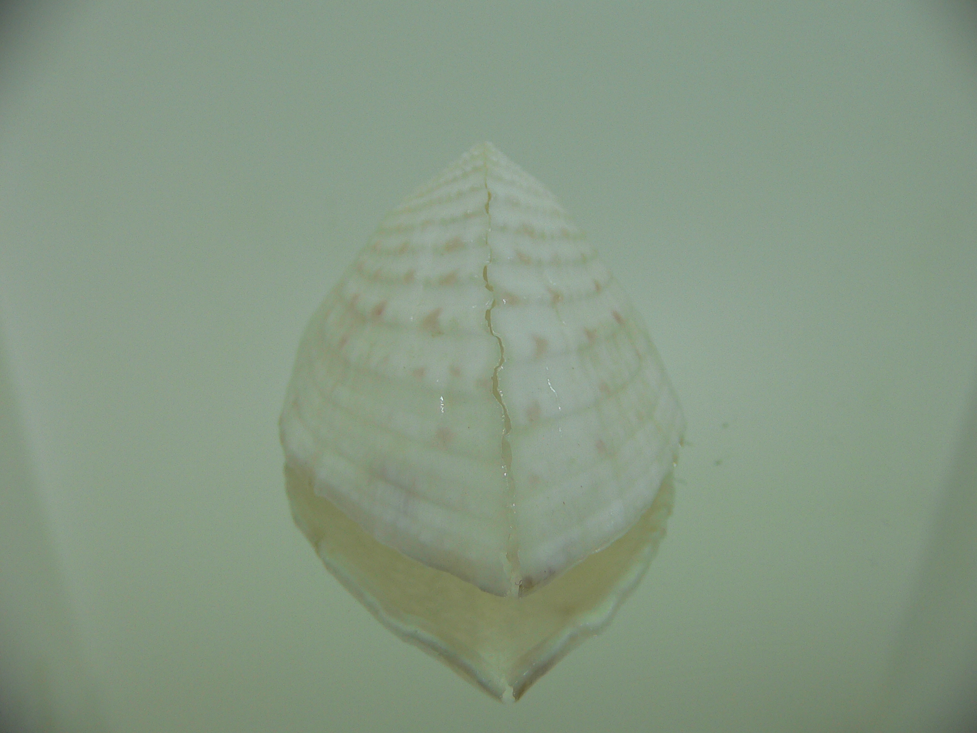 Corculum lorenzi ELONGATE