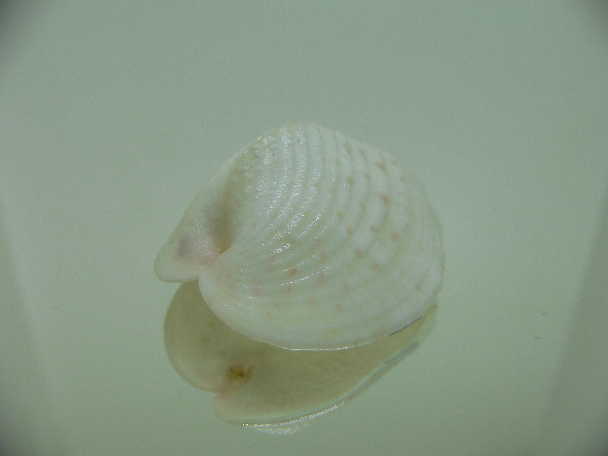 Corculum lorenzi ELONGATE