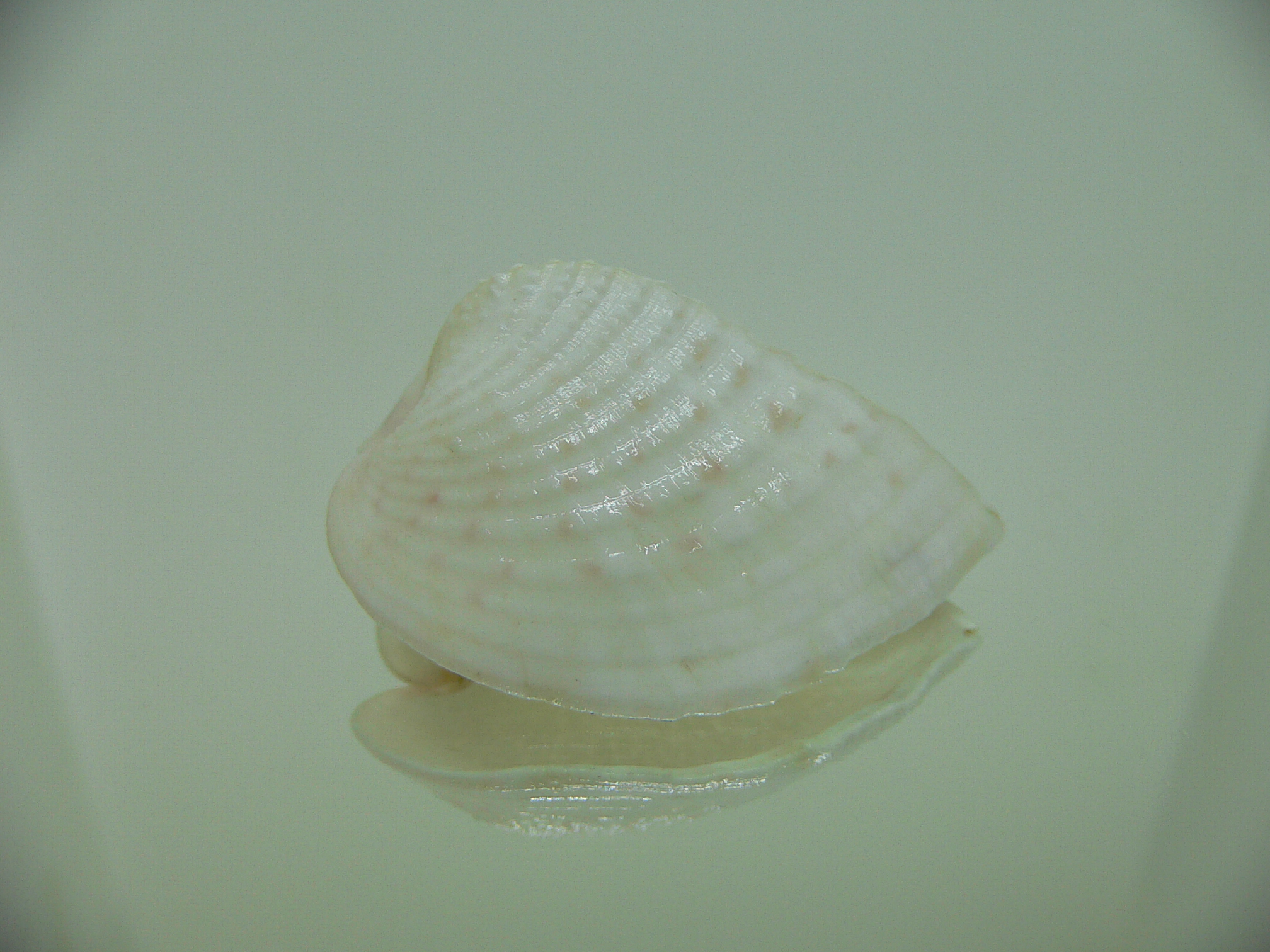 Corculum lorenzi ELONGATE