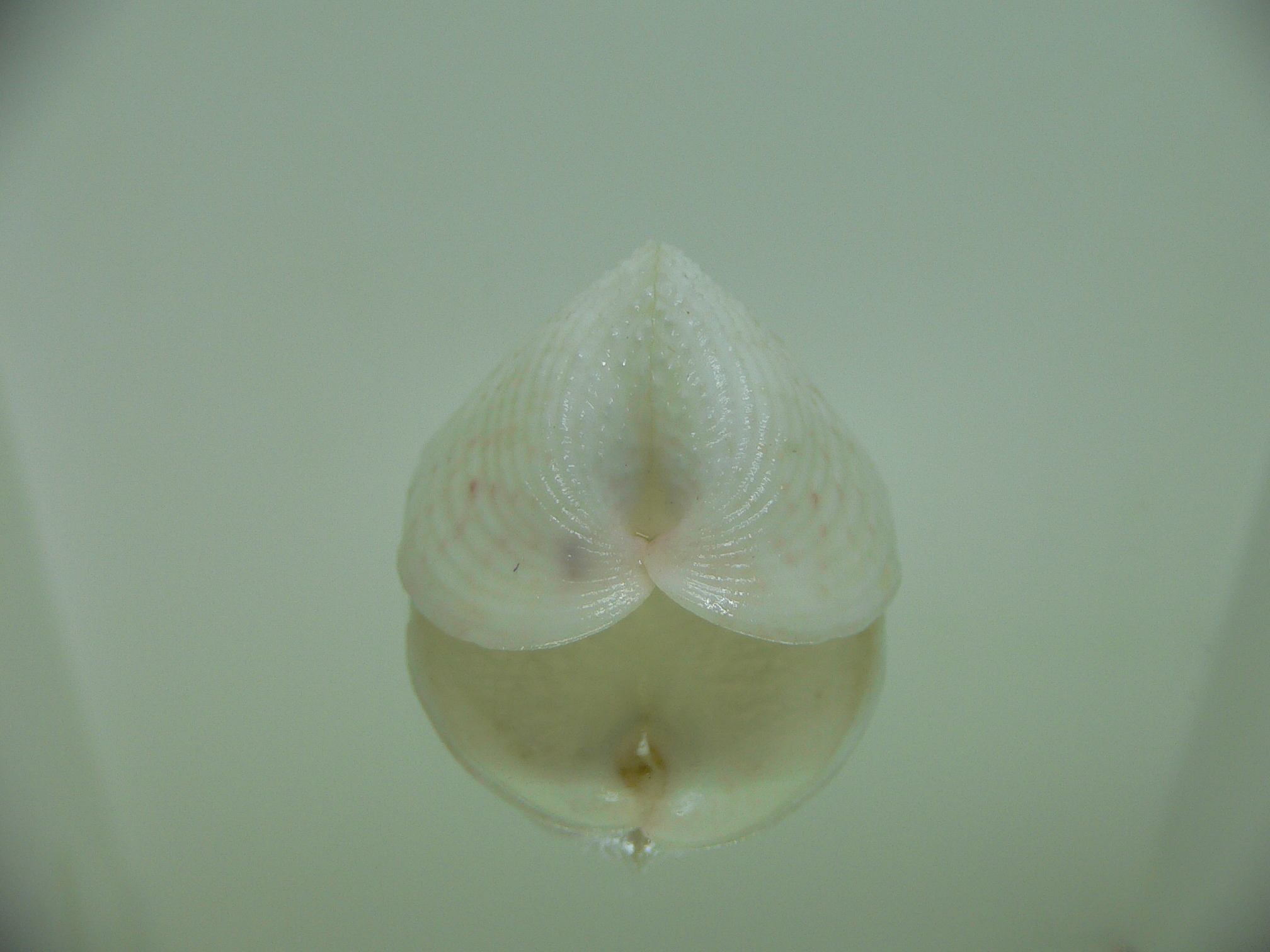 Corculum lorenzi ELONGATE
