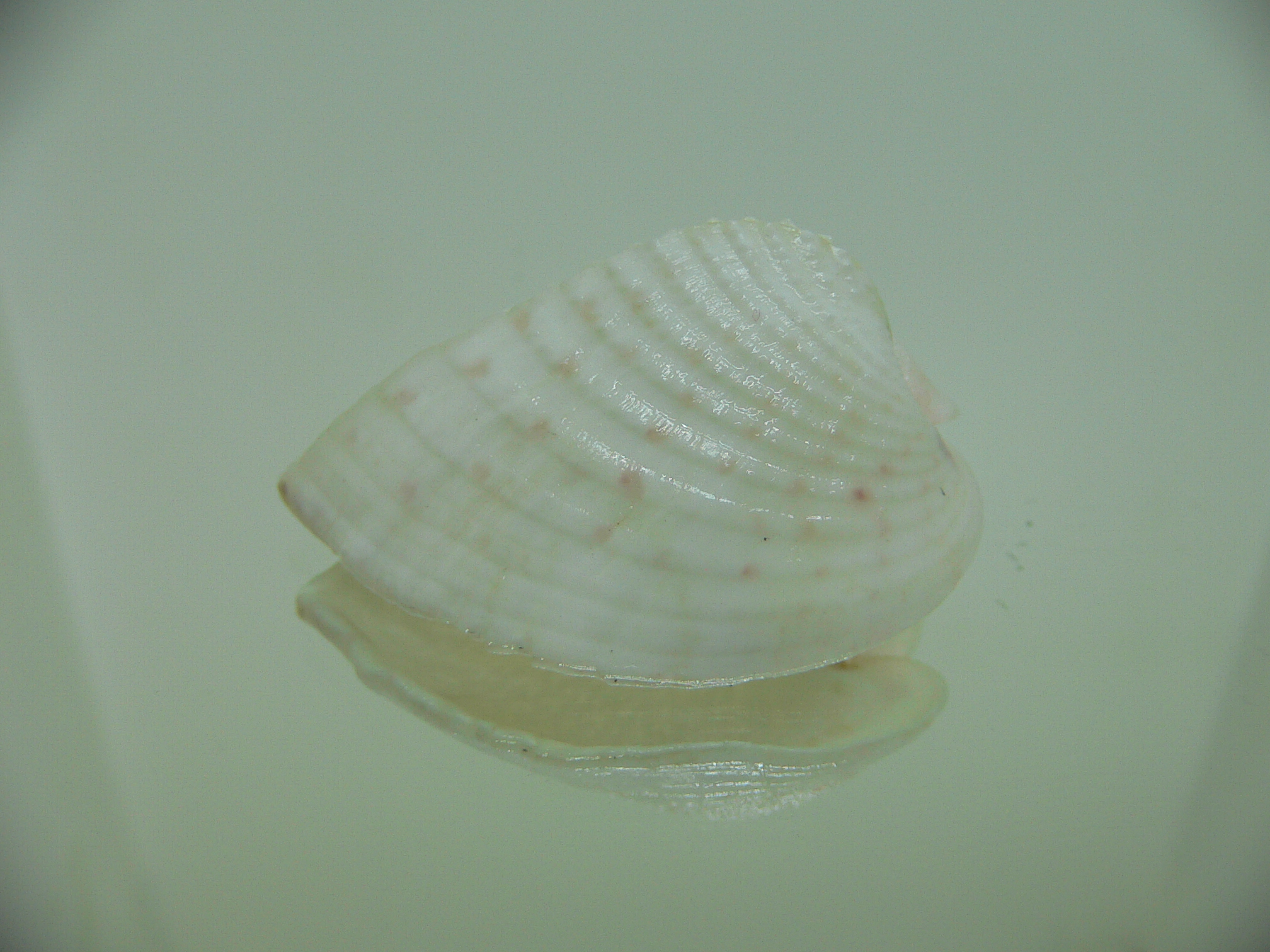 Corculum lorenzi ELONGATE