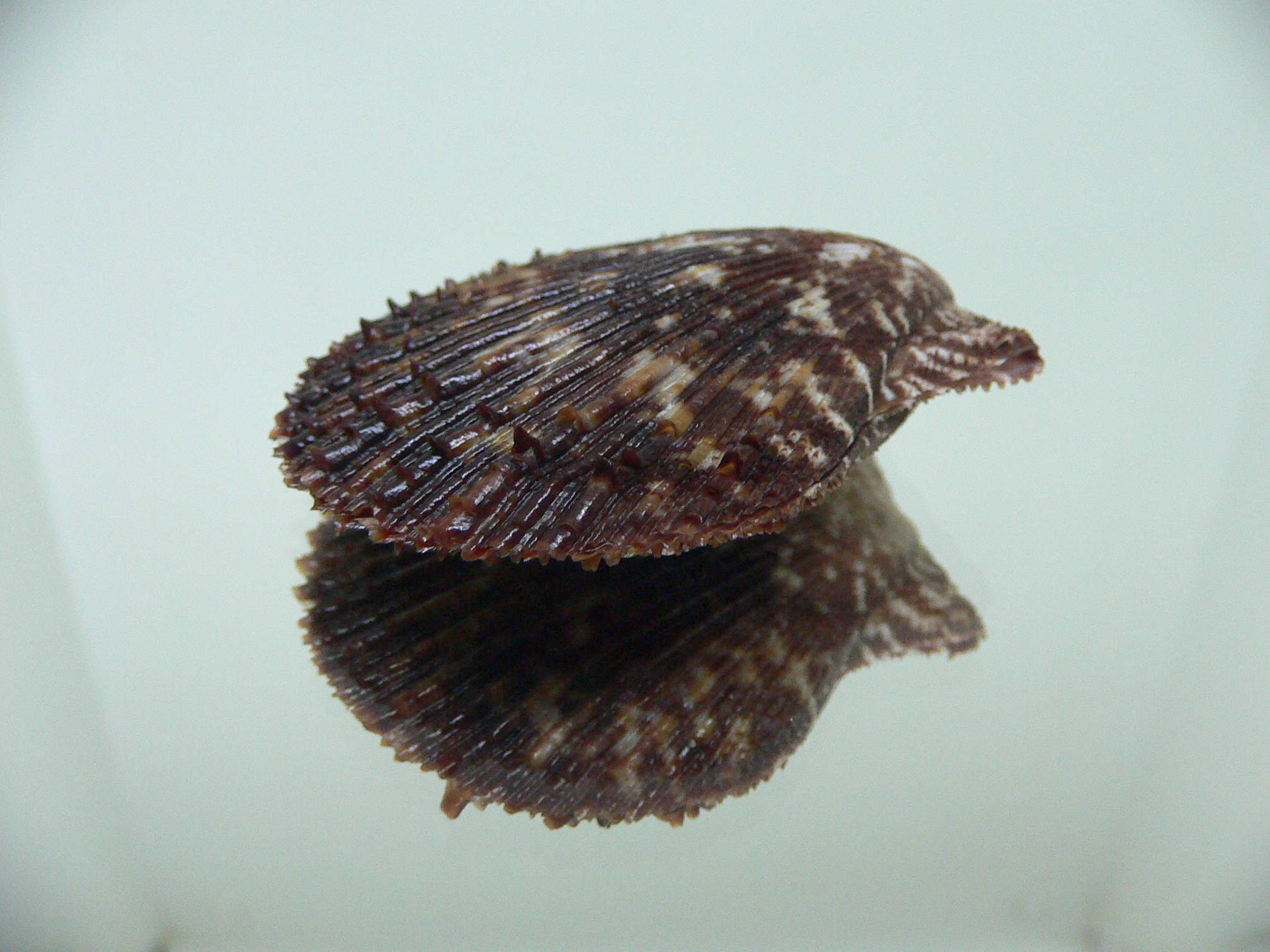 Chlamys farreri DWARF