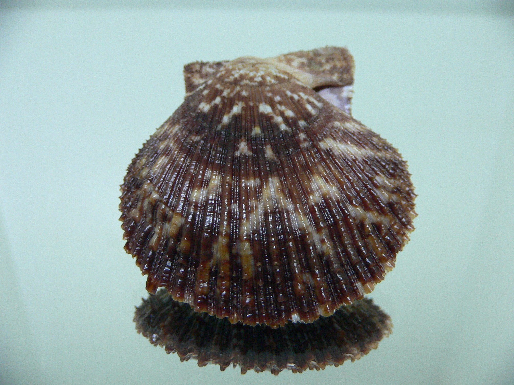 Chlamys farreri DWARF