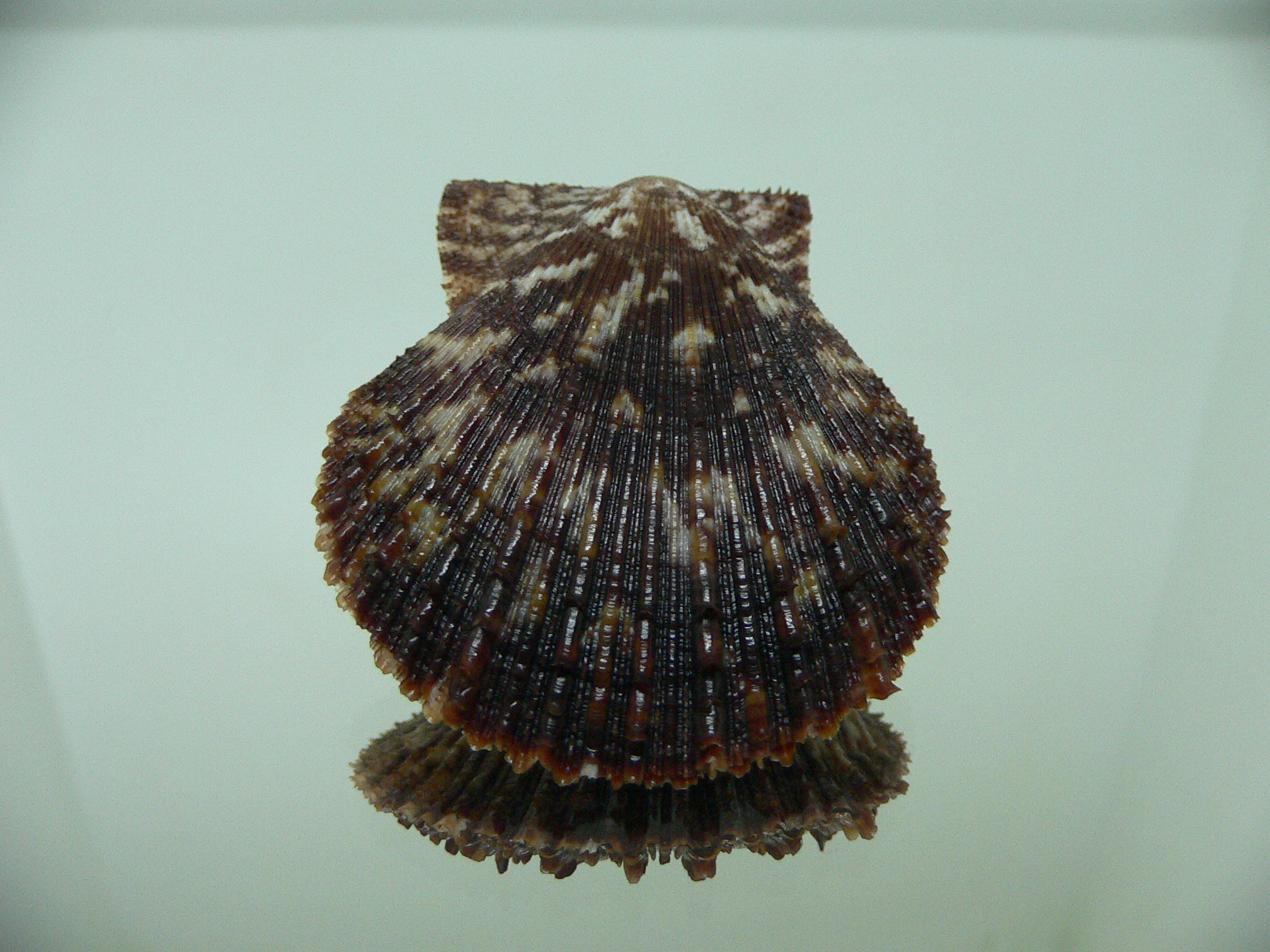 Chlamys farreri DWARF