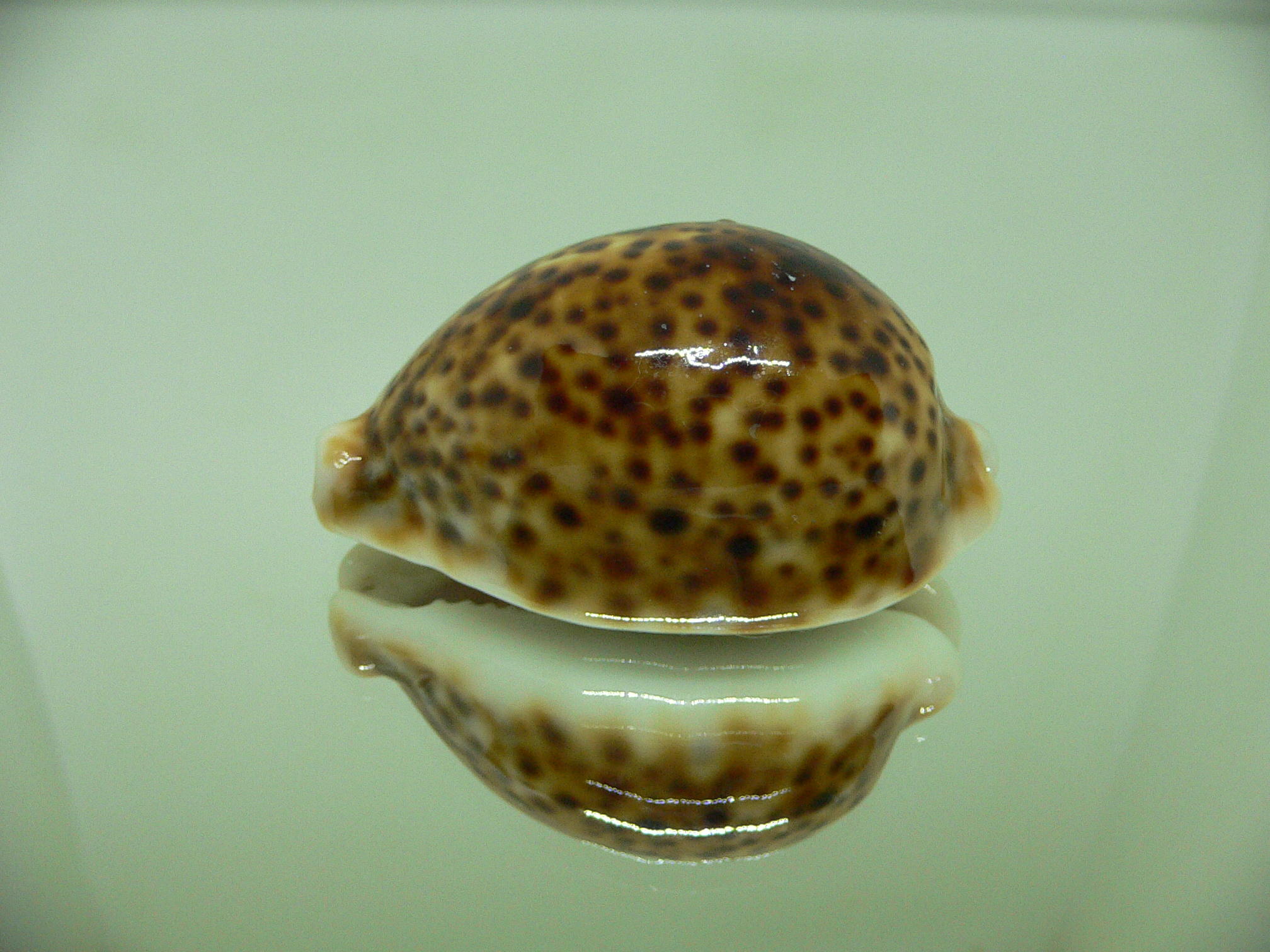 Cypraea pantherina cf. rasnasraniensis