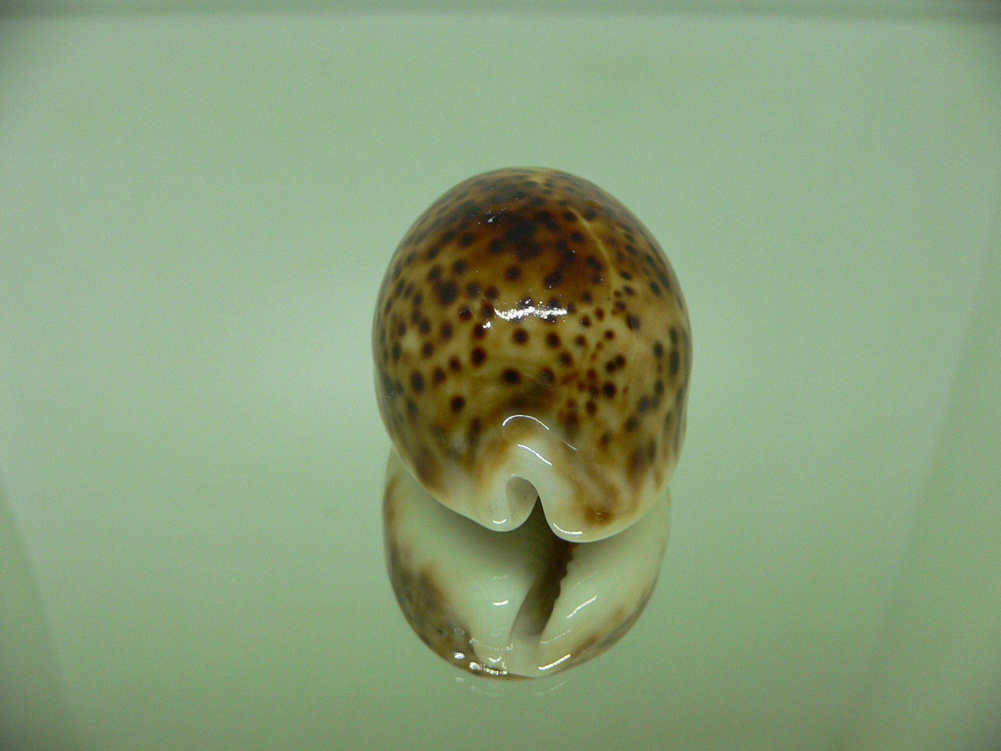 Cypraea pantherina cf. rasnasraniensis