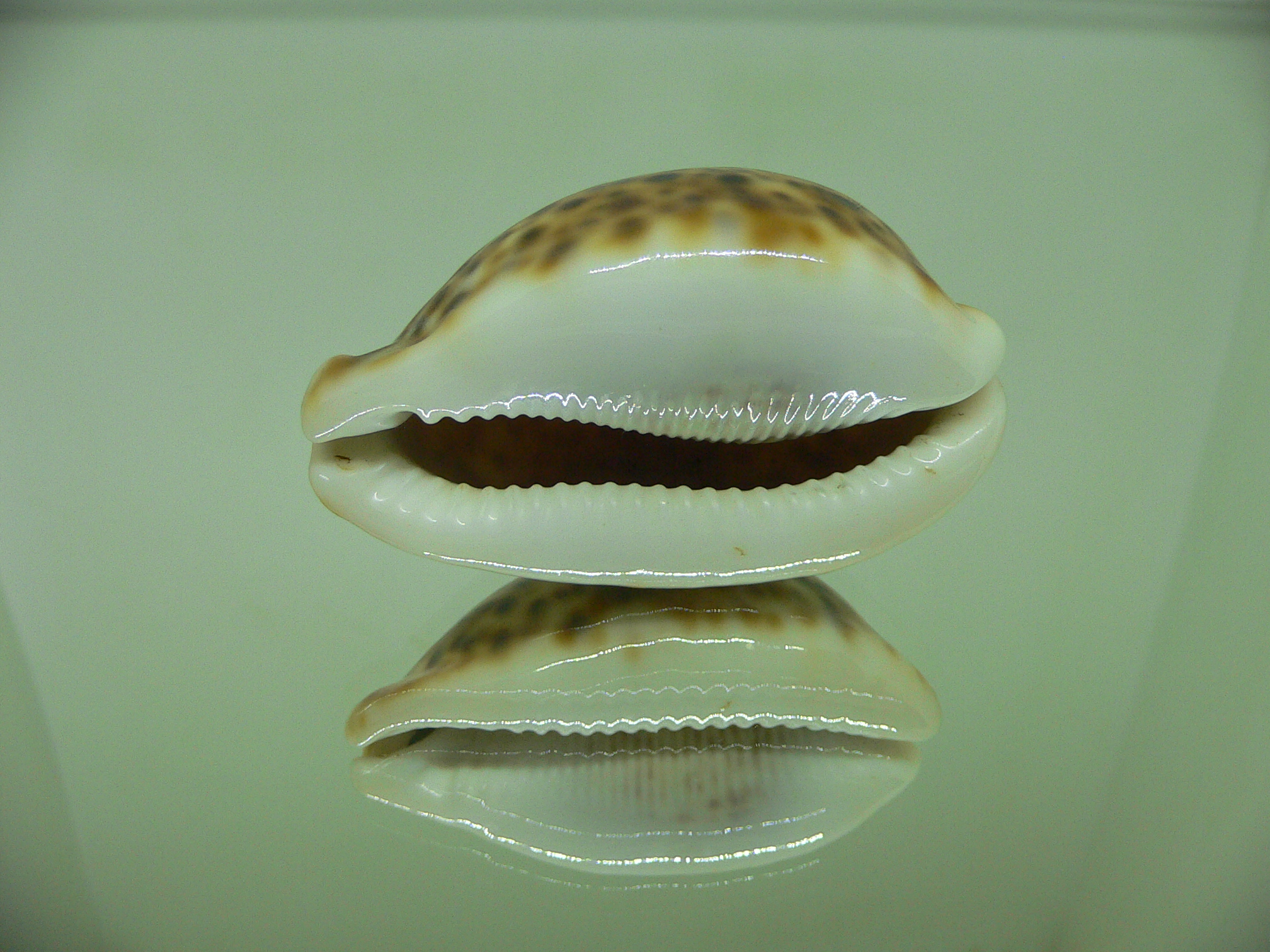 Cypraea pantherina cf. rasnasraniensis