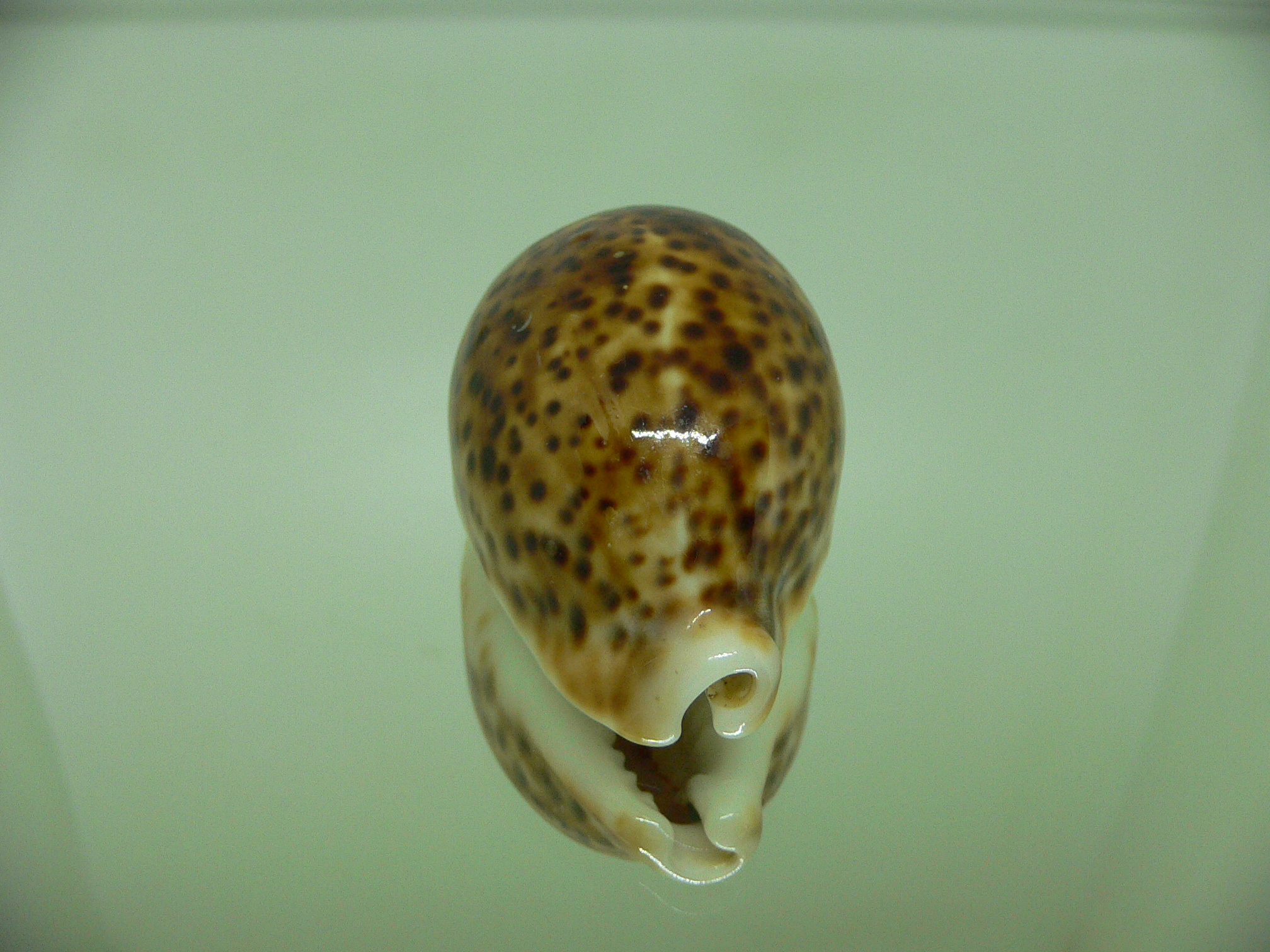 Cypraea pantherina cf. rasnasraniensis