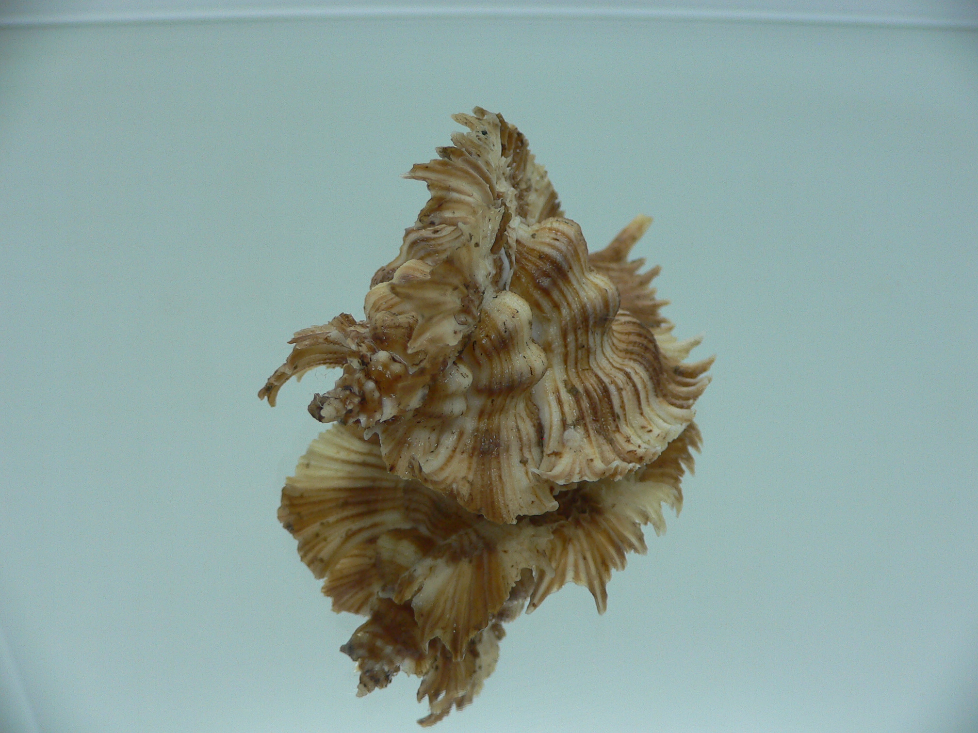 Chicoreus miyokoae DARK