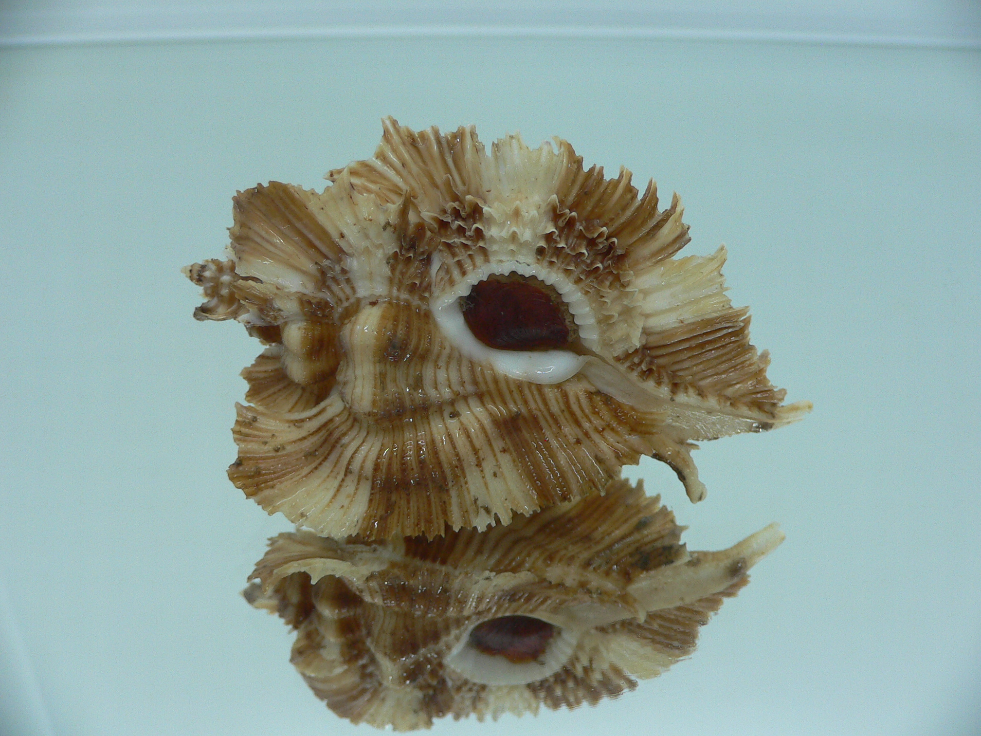 Chicoreus miyokoae DARK