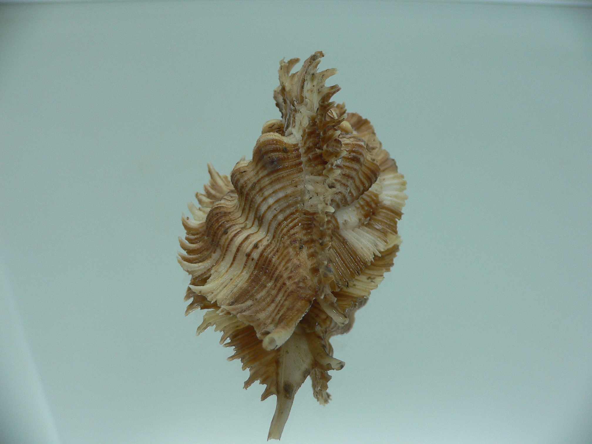Chicoreus miyokoae DARK