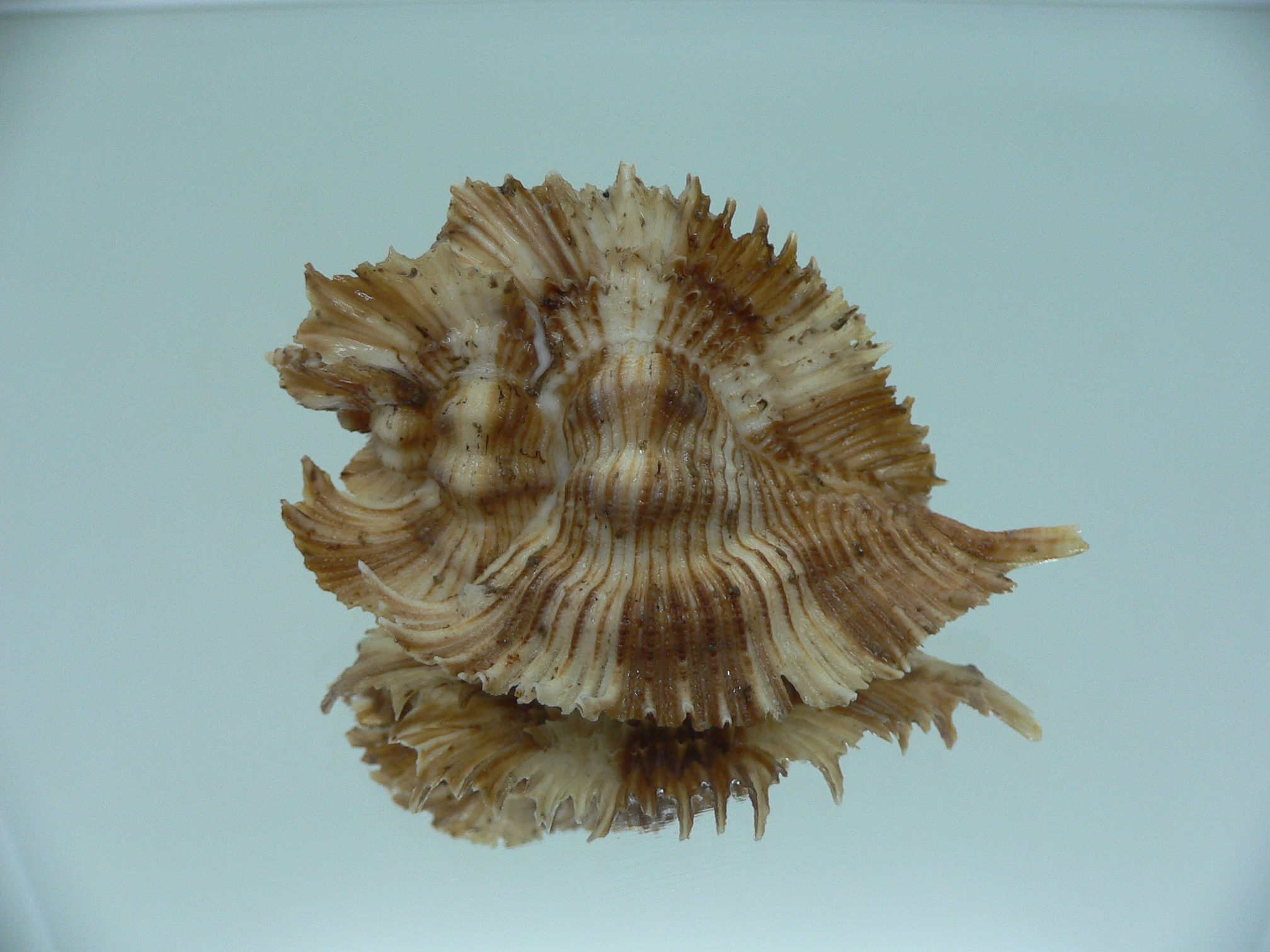 Chicoreus miyokoae DARK