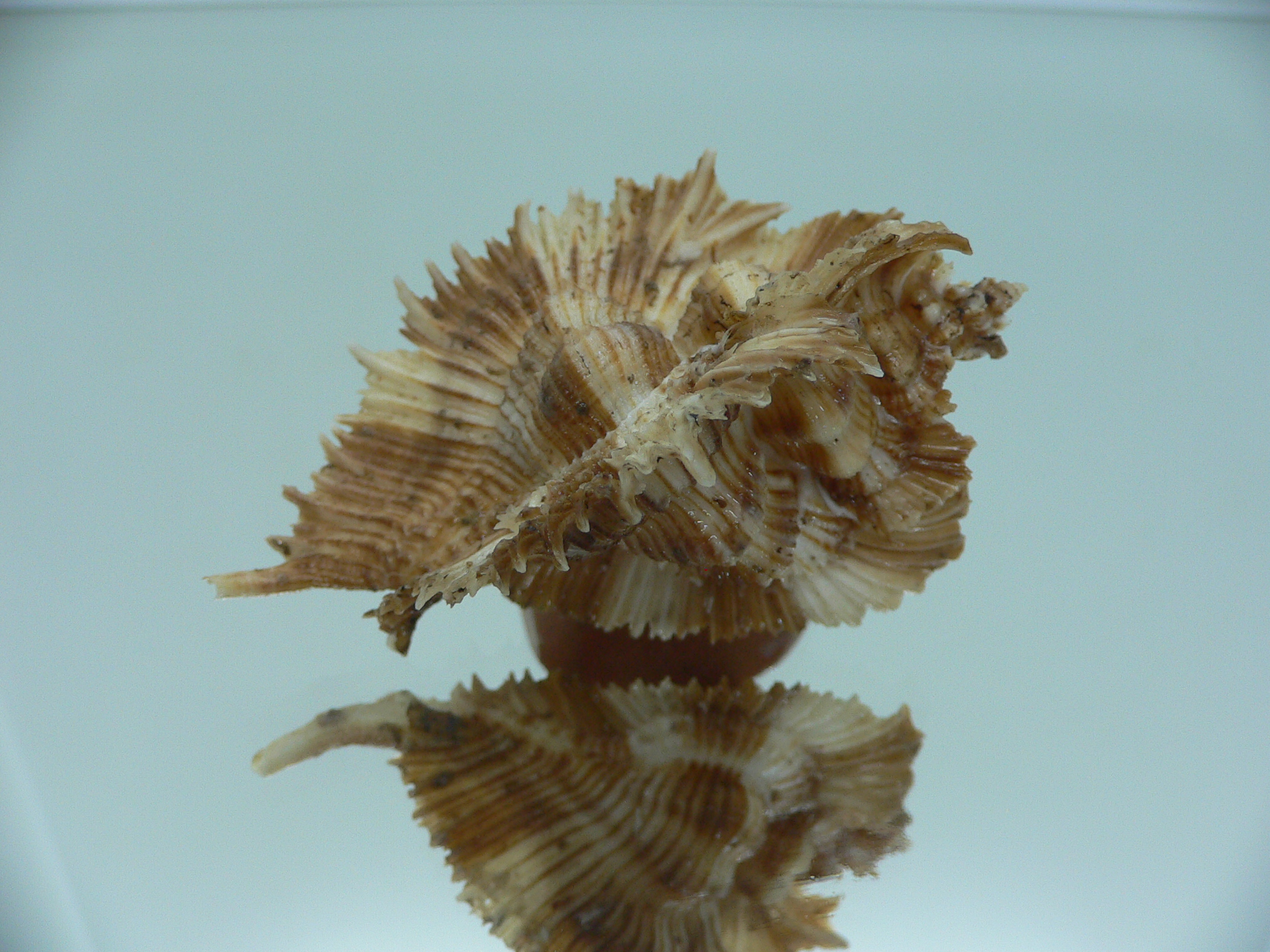 Chicoreus miyokoae DARK