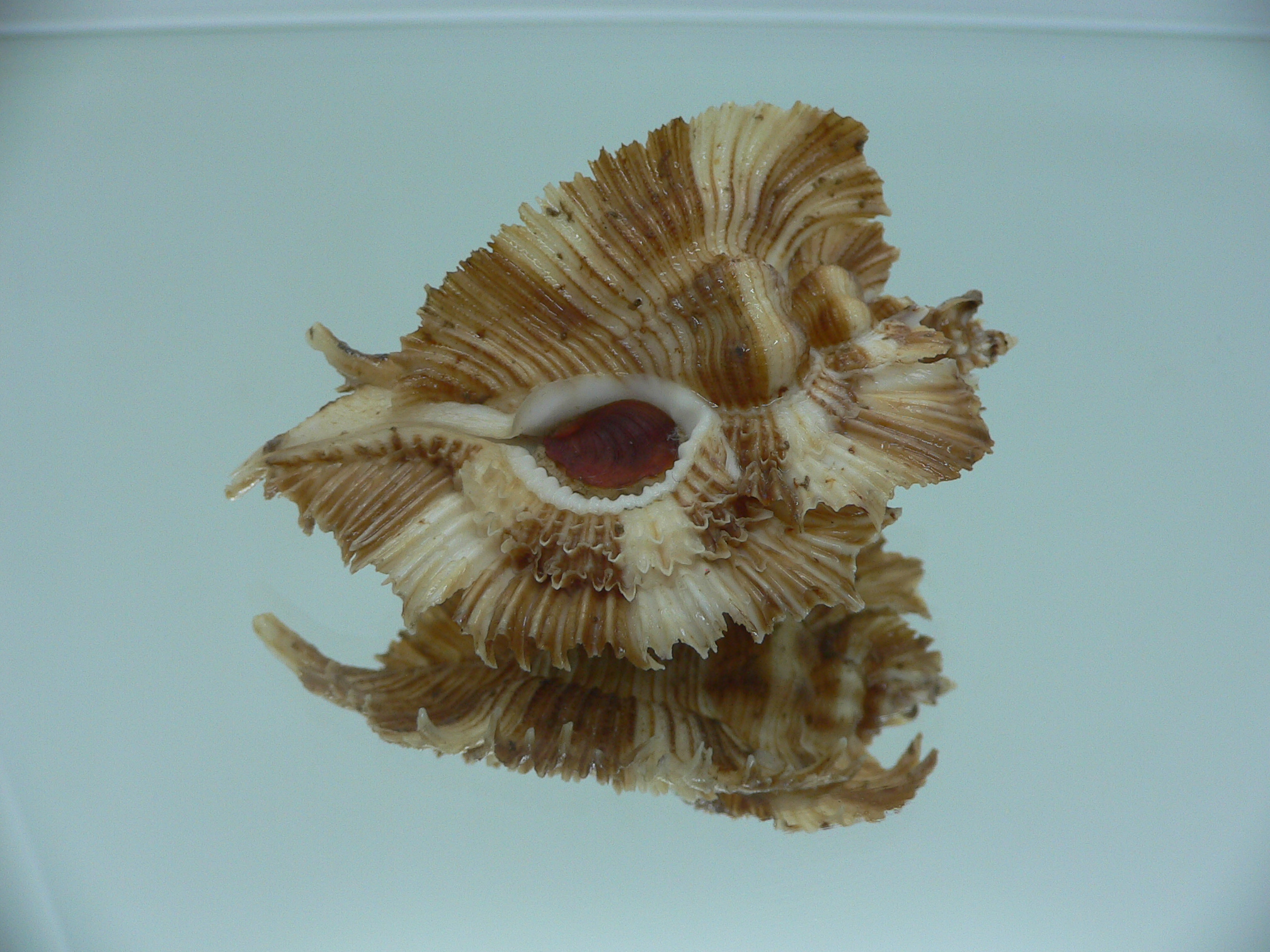 Chicoreus miyokoae DARK