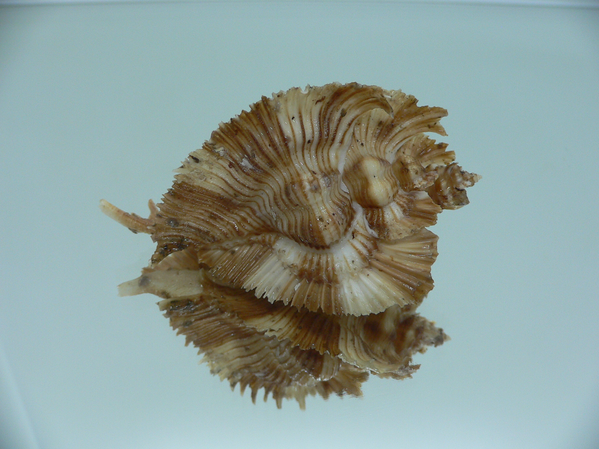 Chicoreus miyokoae DARK