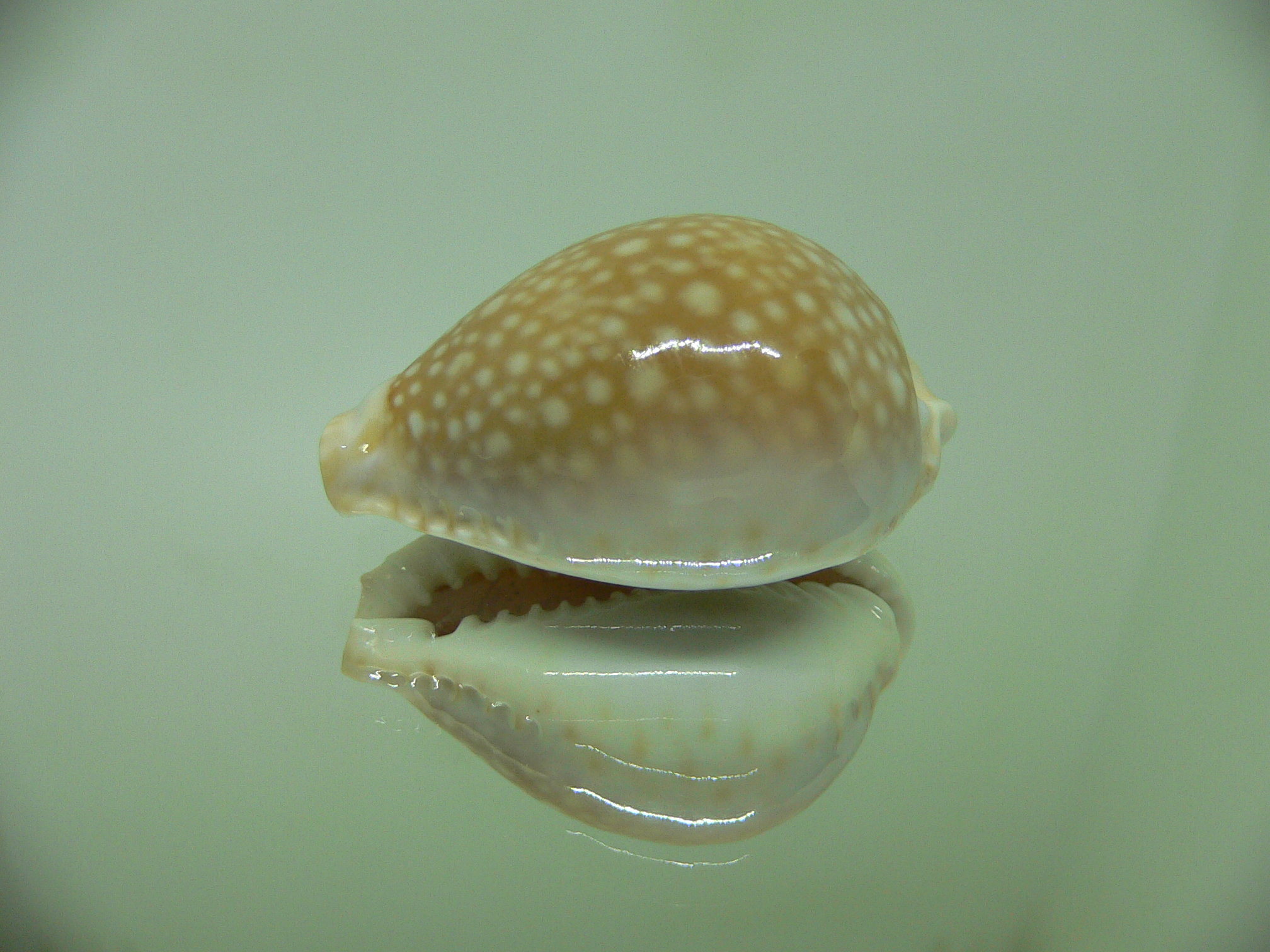 Cypraea miliaris SCATTERING of SPOTS