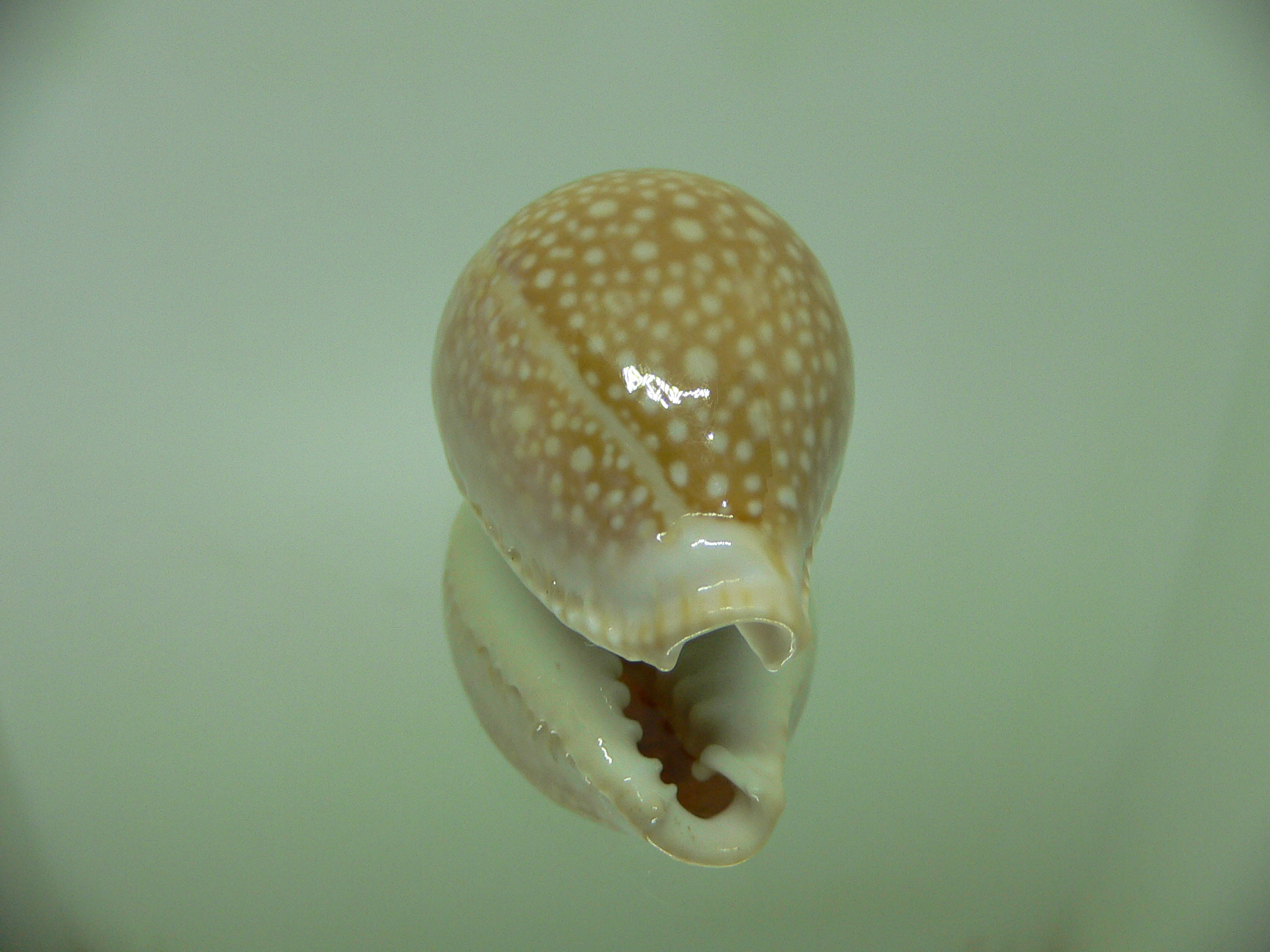 Cypraea miliaris SCATTERING of SPOTS