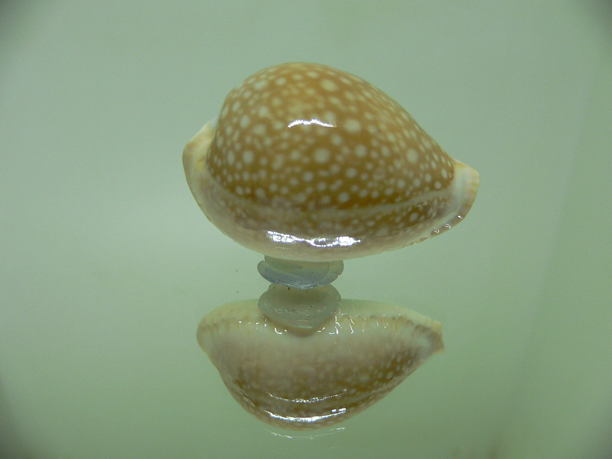 Cypraea miliaris SCATTERING of SPOTS