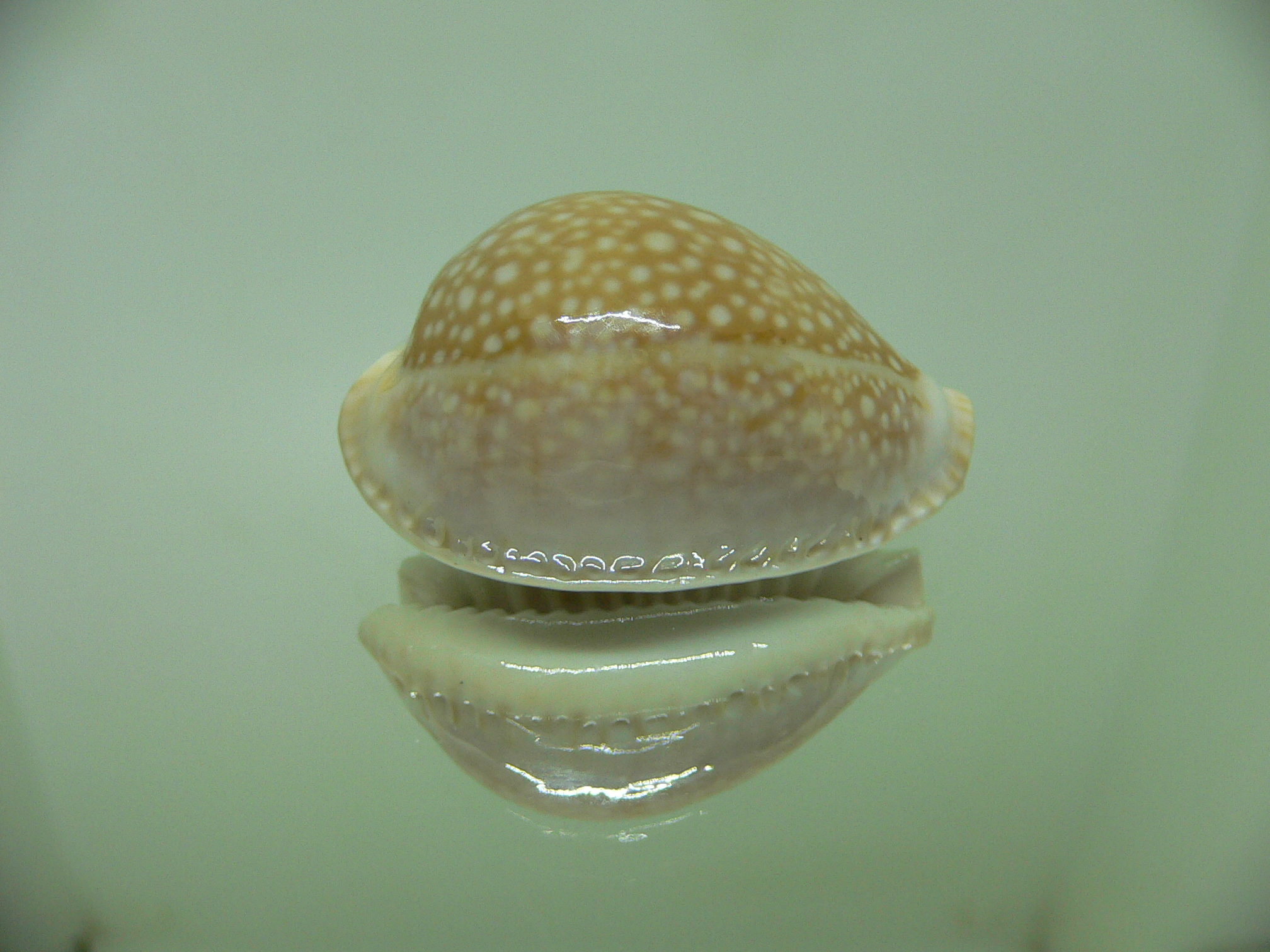 Cypraea miliaris SCATTERING of SPOTS