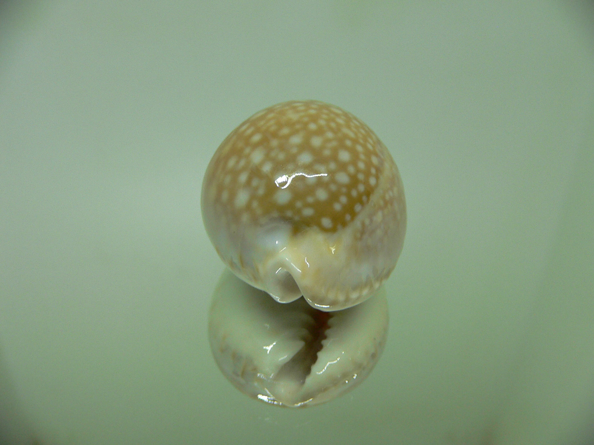 Cypraea miliaris SCATTERING of SPOTS