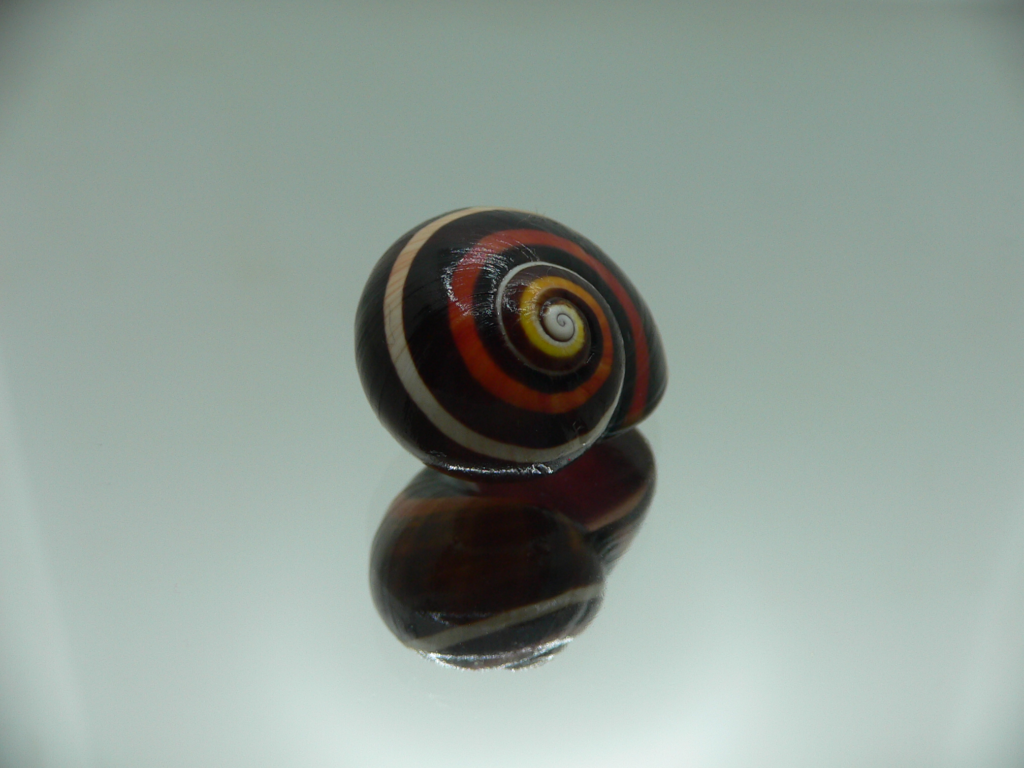 Polymita picta iolimbata RED & STRIPES