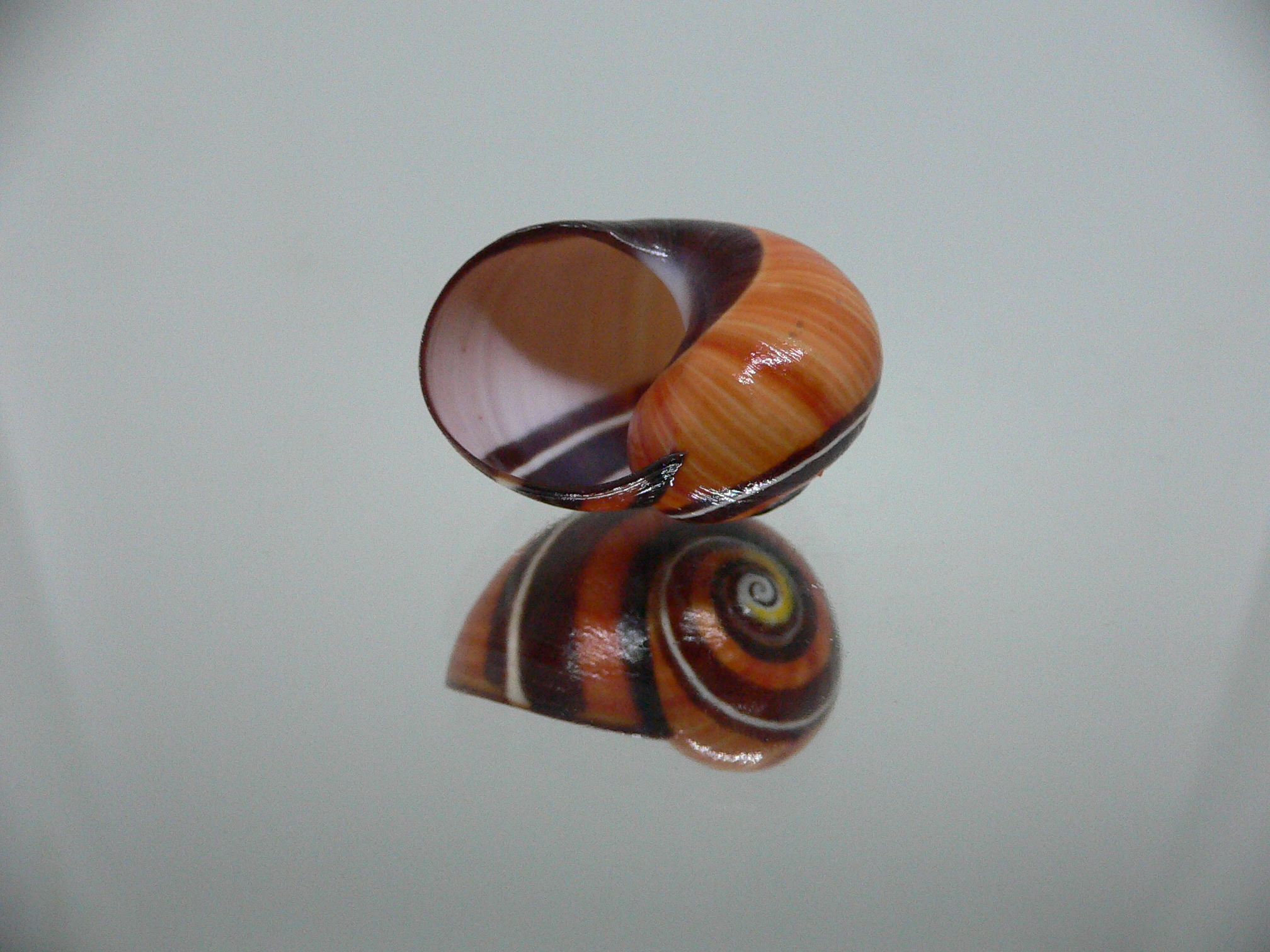 Polymita picta iolimbata RED