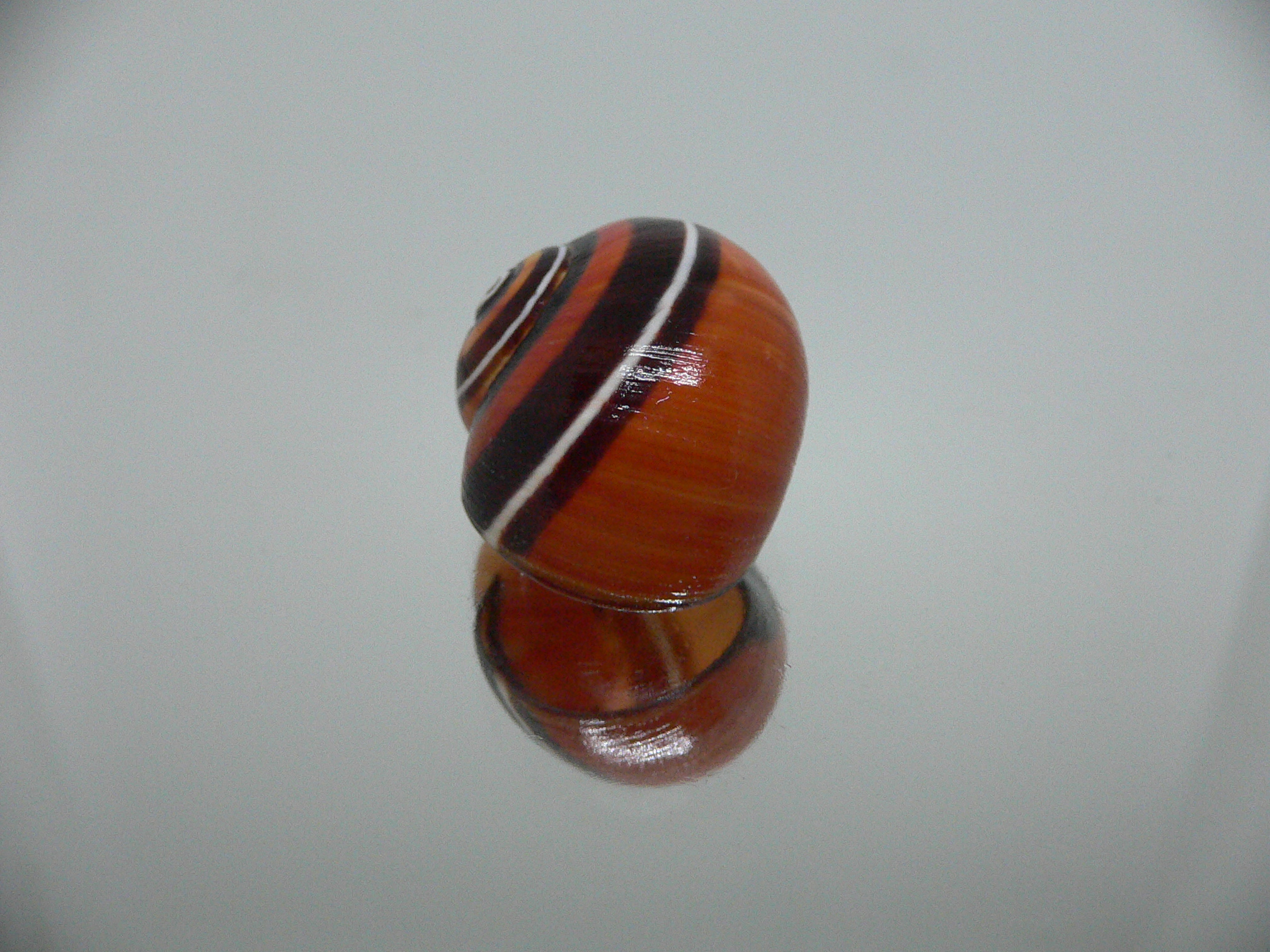 Polymita picta iolimbata RED