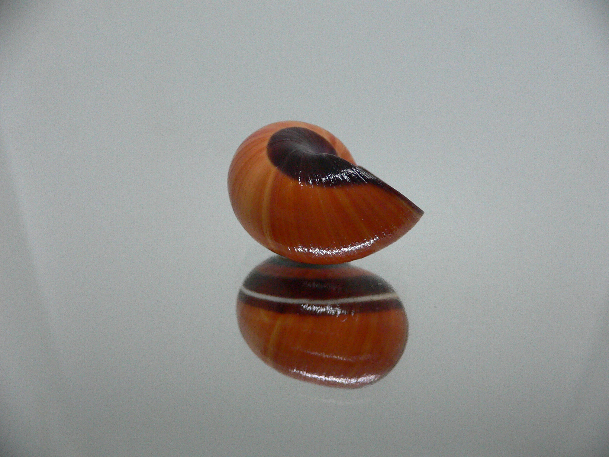 Polymita picta iolimbata RED