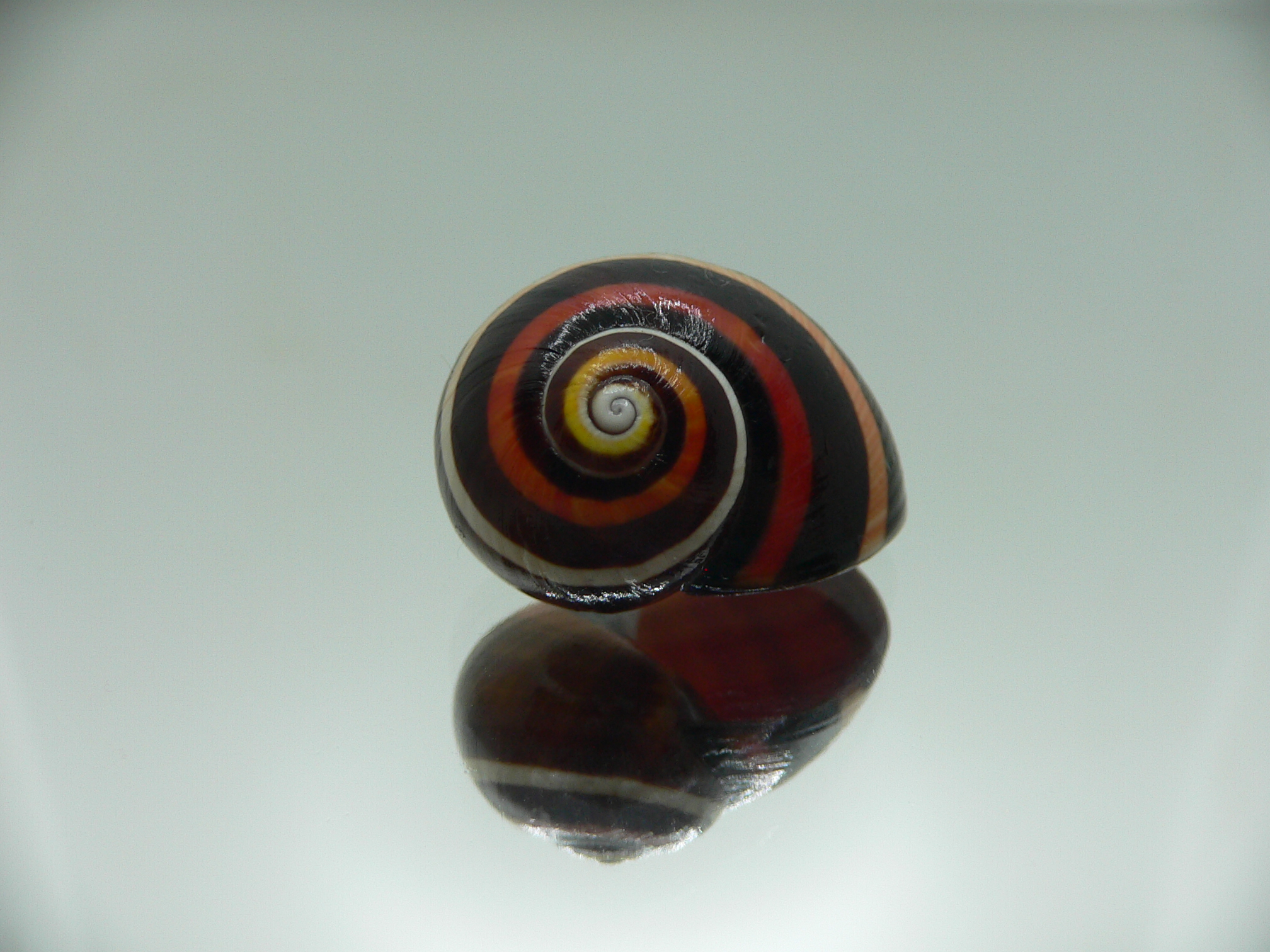 Polymita picta iolimbata RED & STRIPES