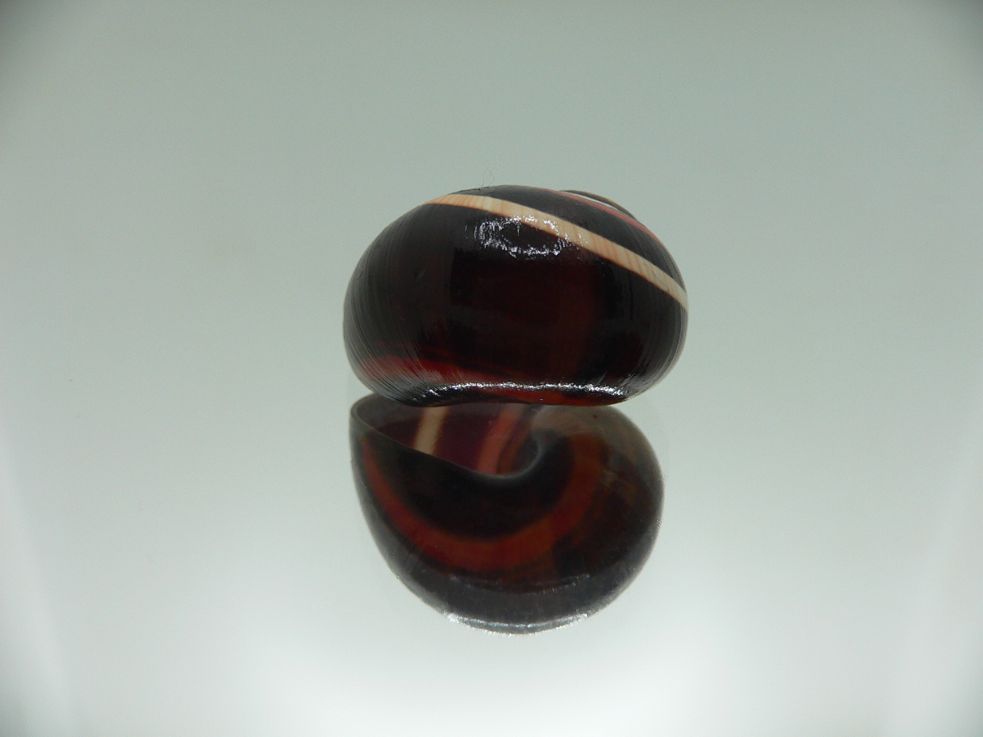 Polymita picta iolimbata RED & STRIPES