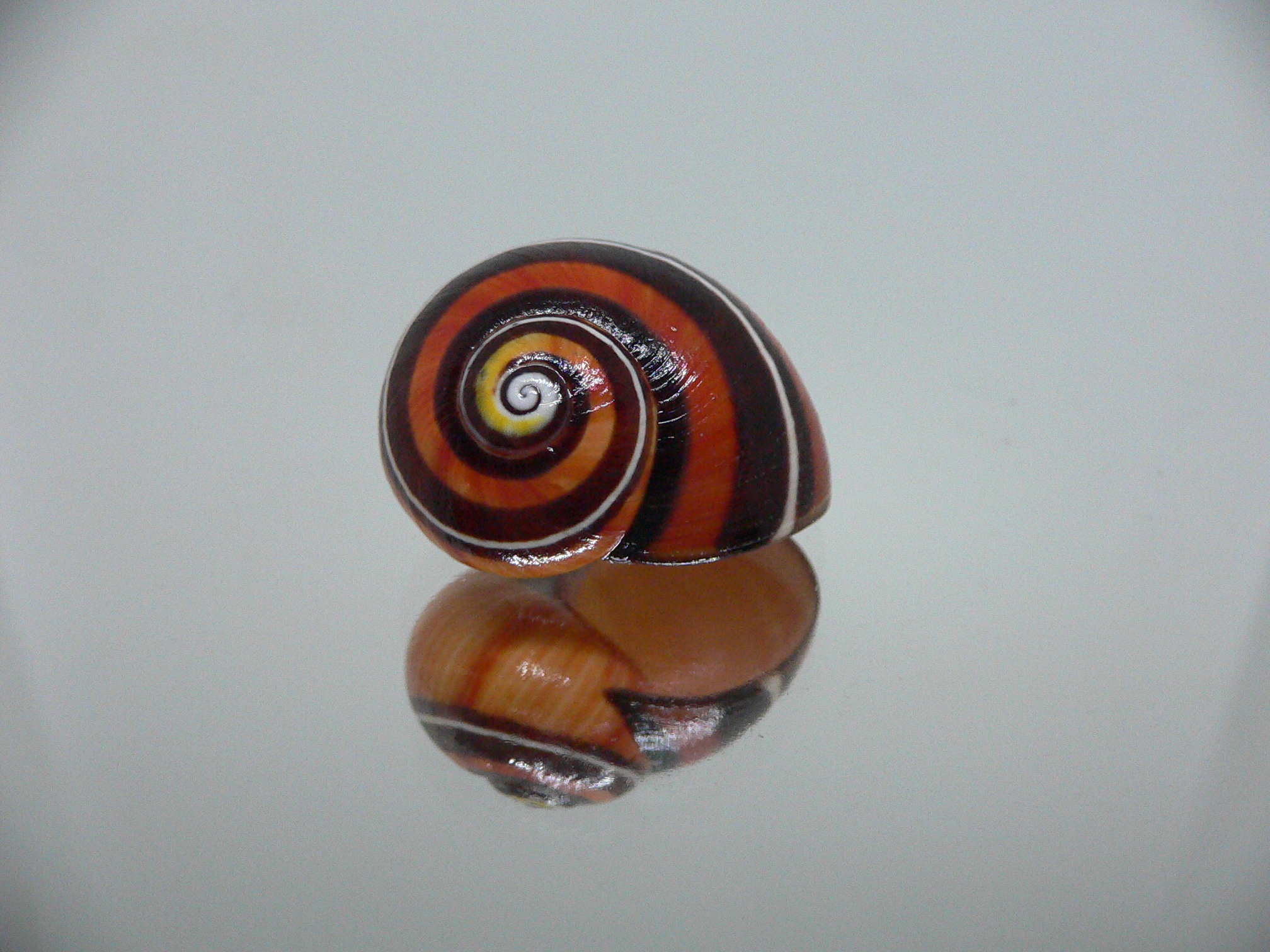 Polymita picta iolimbata RED