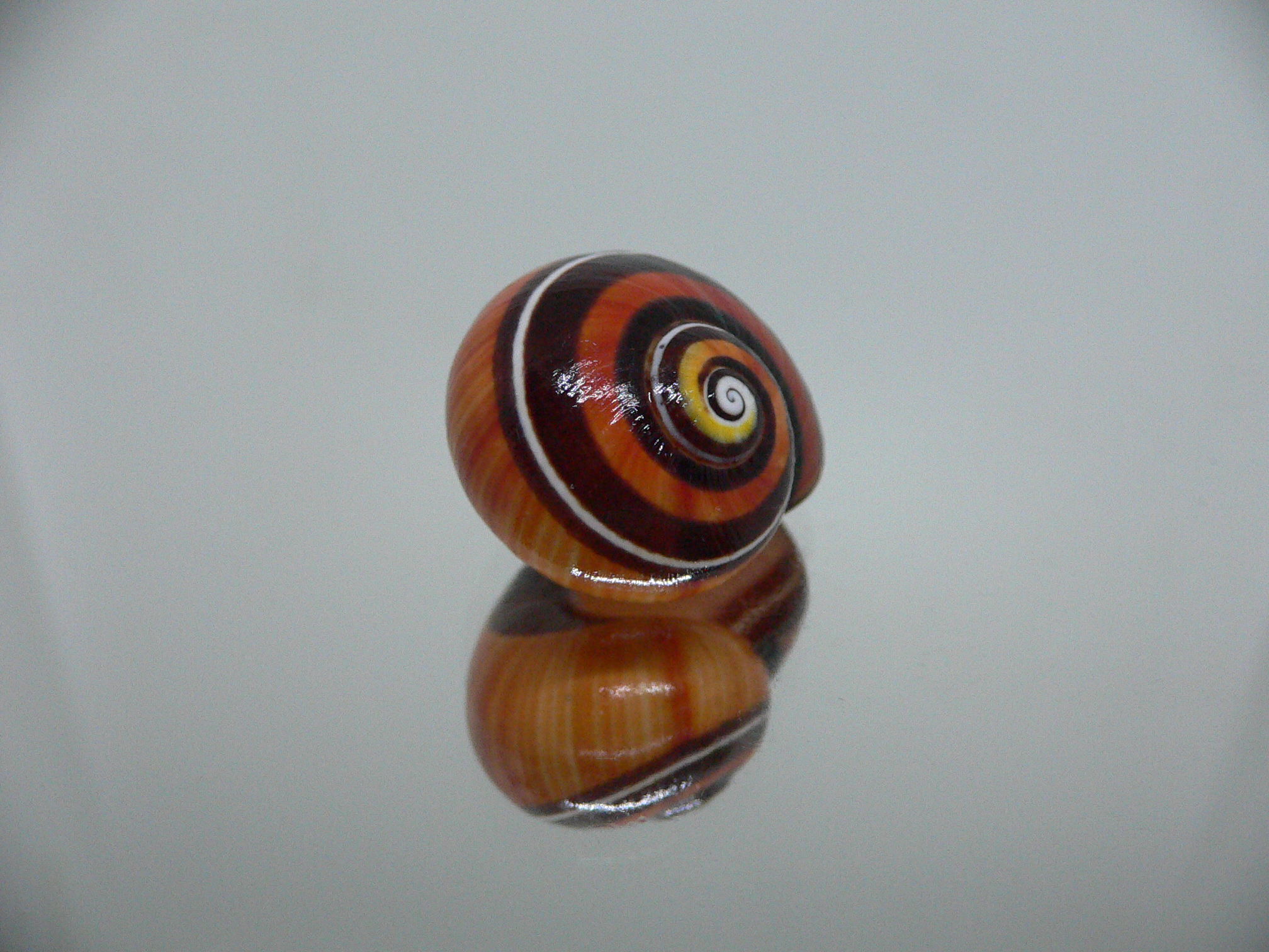 Polymita picta iolimbata RED