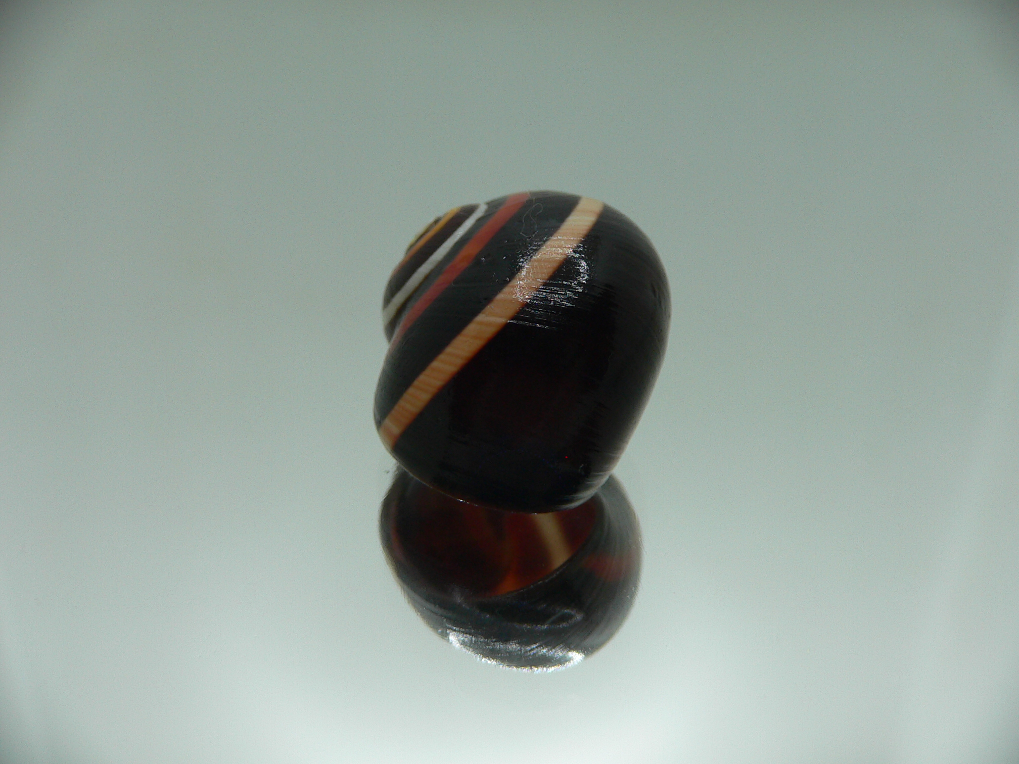 Polymita picta iolimbata RED & STRIPES