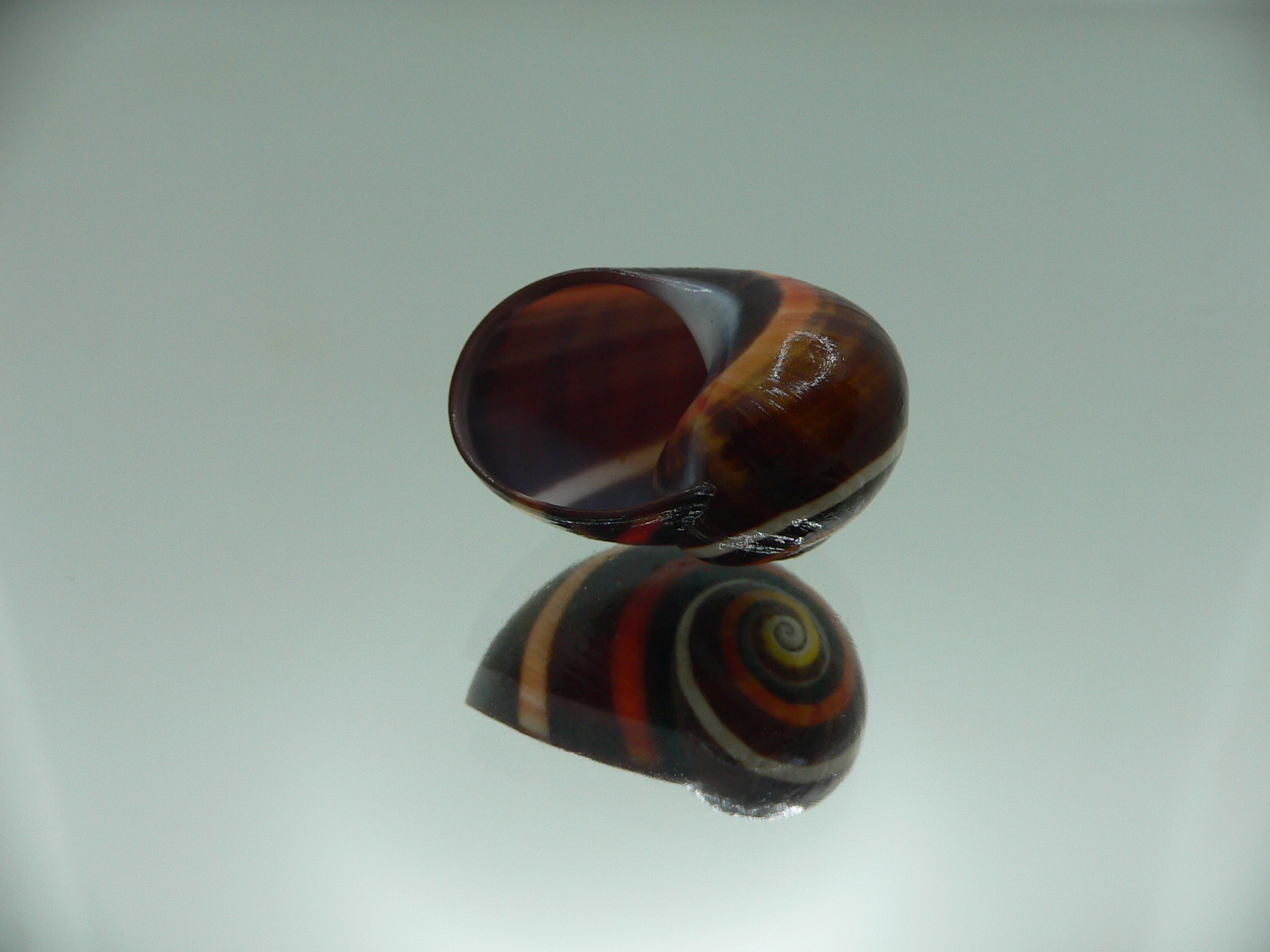 Polymita picta iolimbata RED & STRIPES