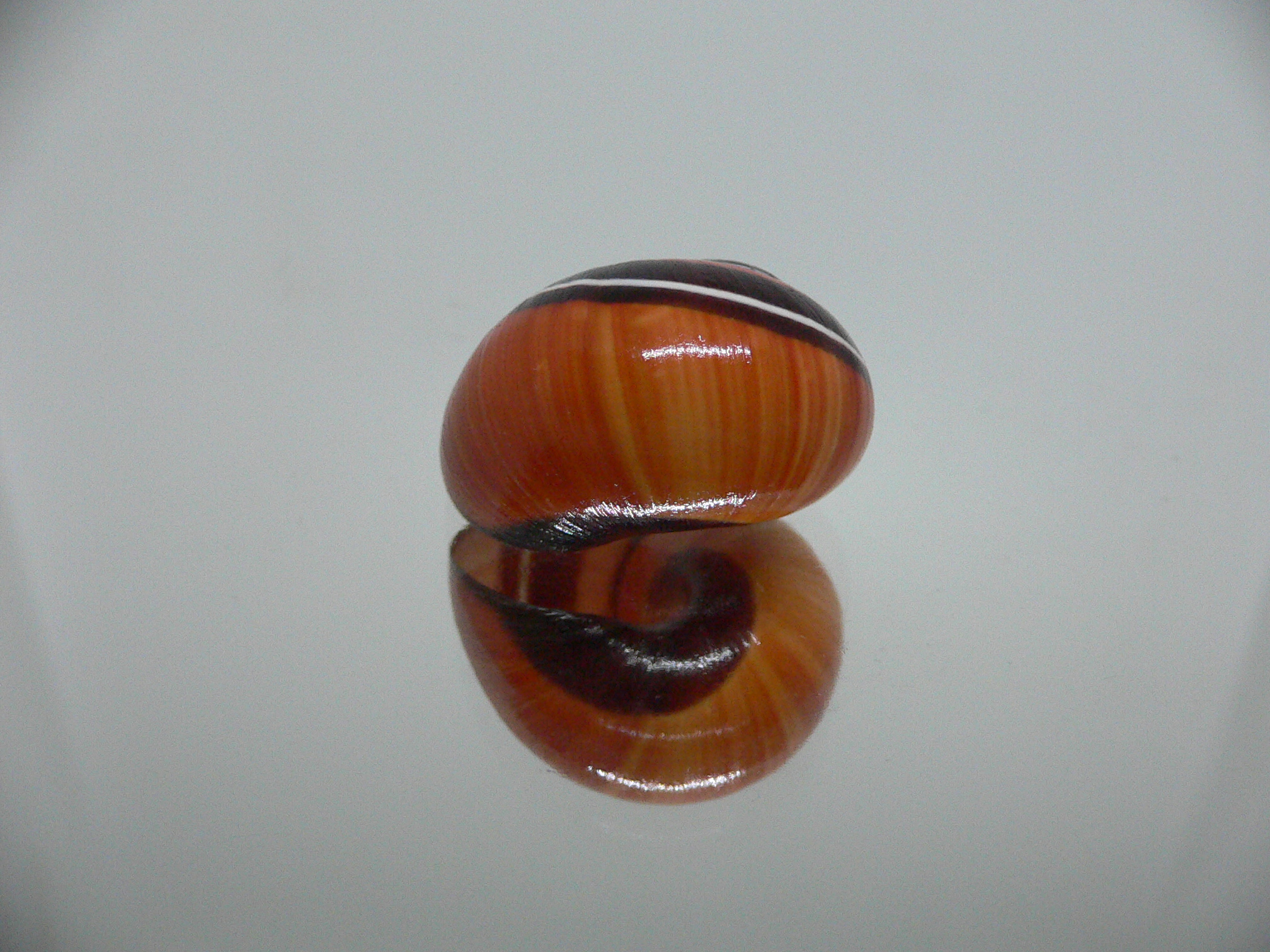 Polymita picta iolimbata RED