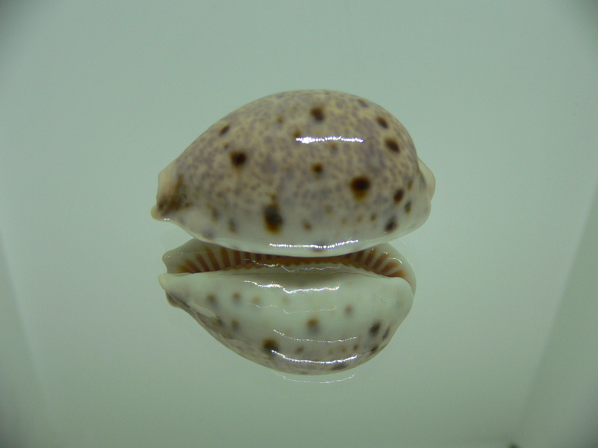 Cypraea lynx CALLOUSED & SUPER