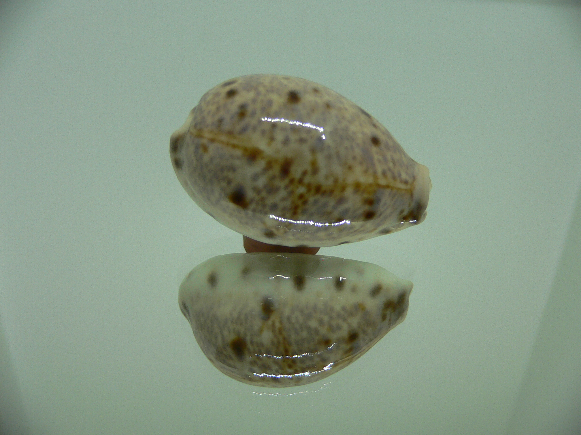 Cypraea lynx CALLOUSED & SUPER