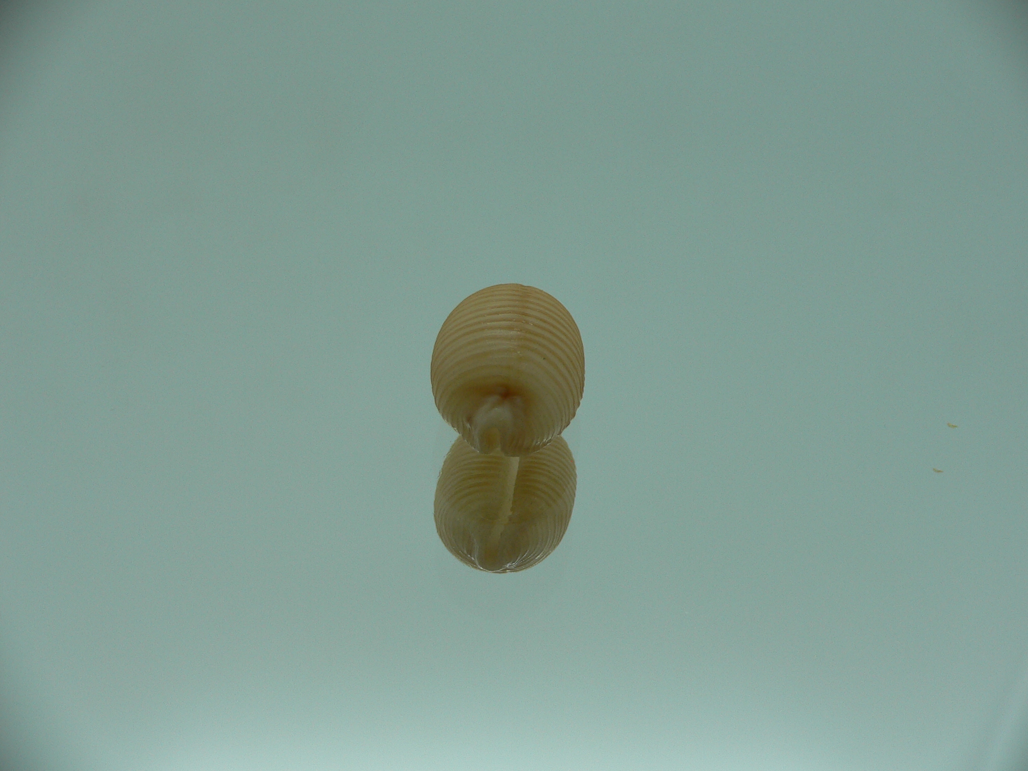 Cypraea childreni leforti SUPER