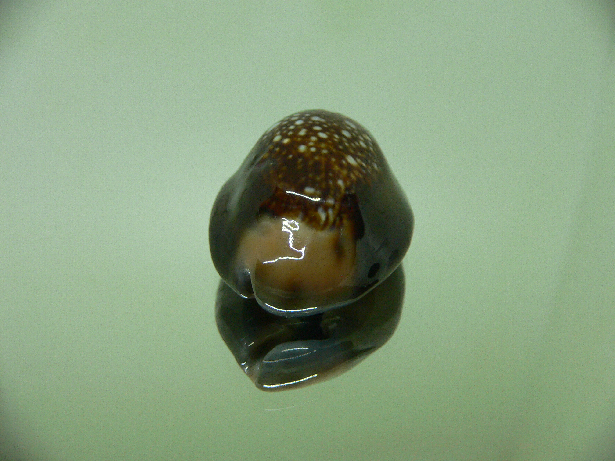 Cypraea caputserpentis argentata (var.) FREAK